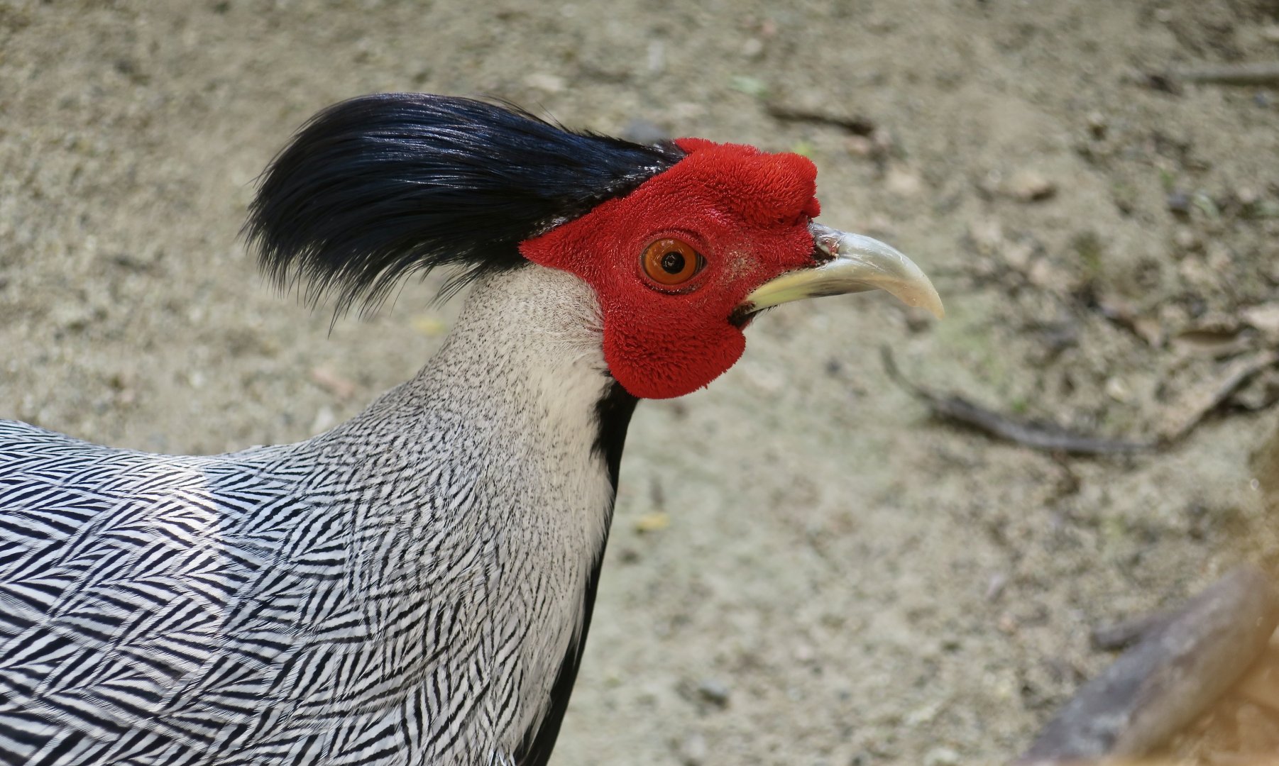 Jones's Silver Pheasant (Lophura nycthemera jonesi) male