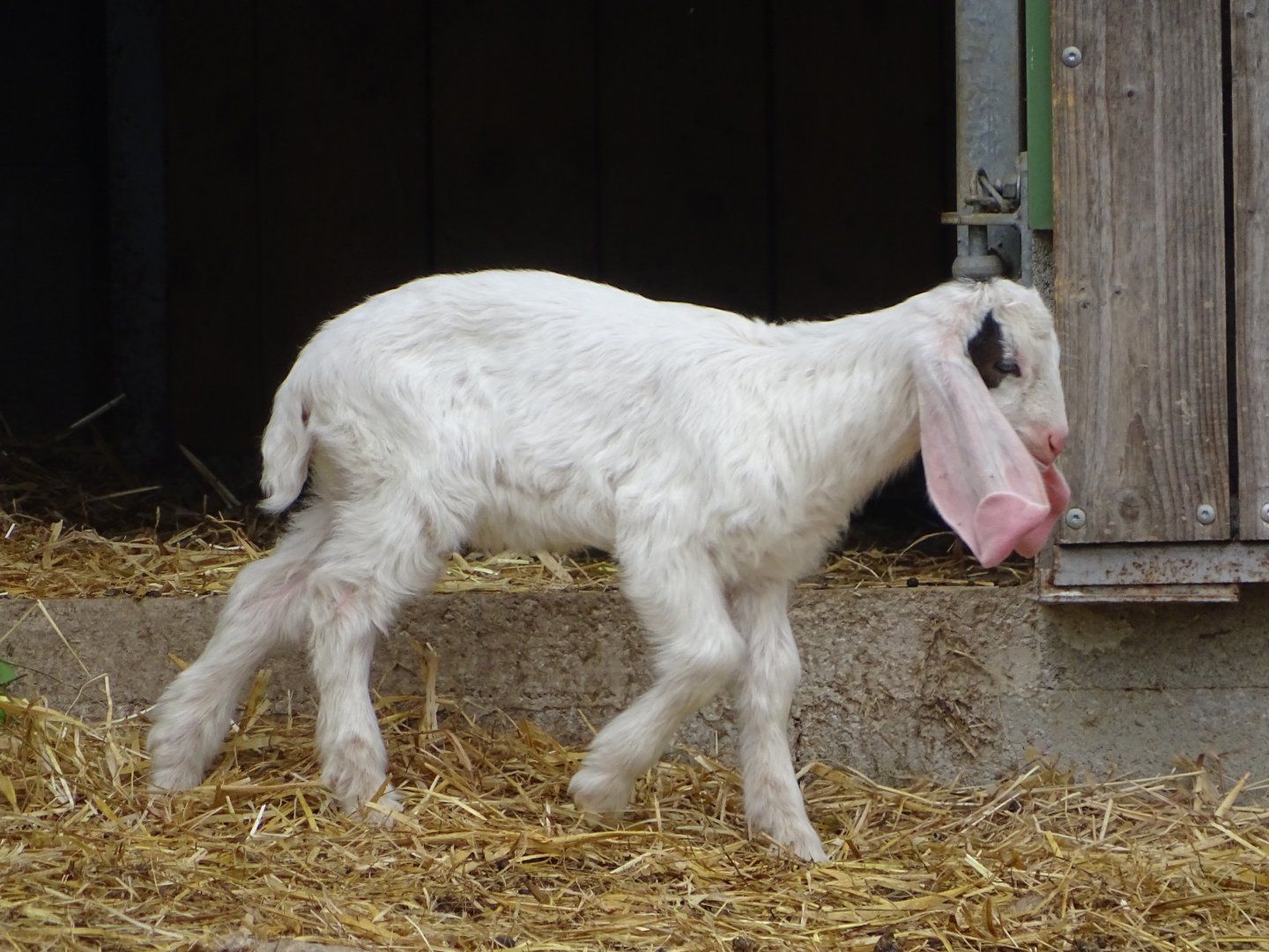 Jonica goat - Parc animalier d'Ecouves