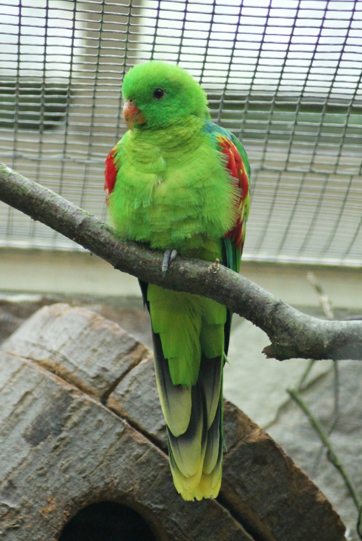 Jonquil parrot (Aprosmictus jonquillaceus)