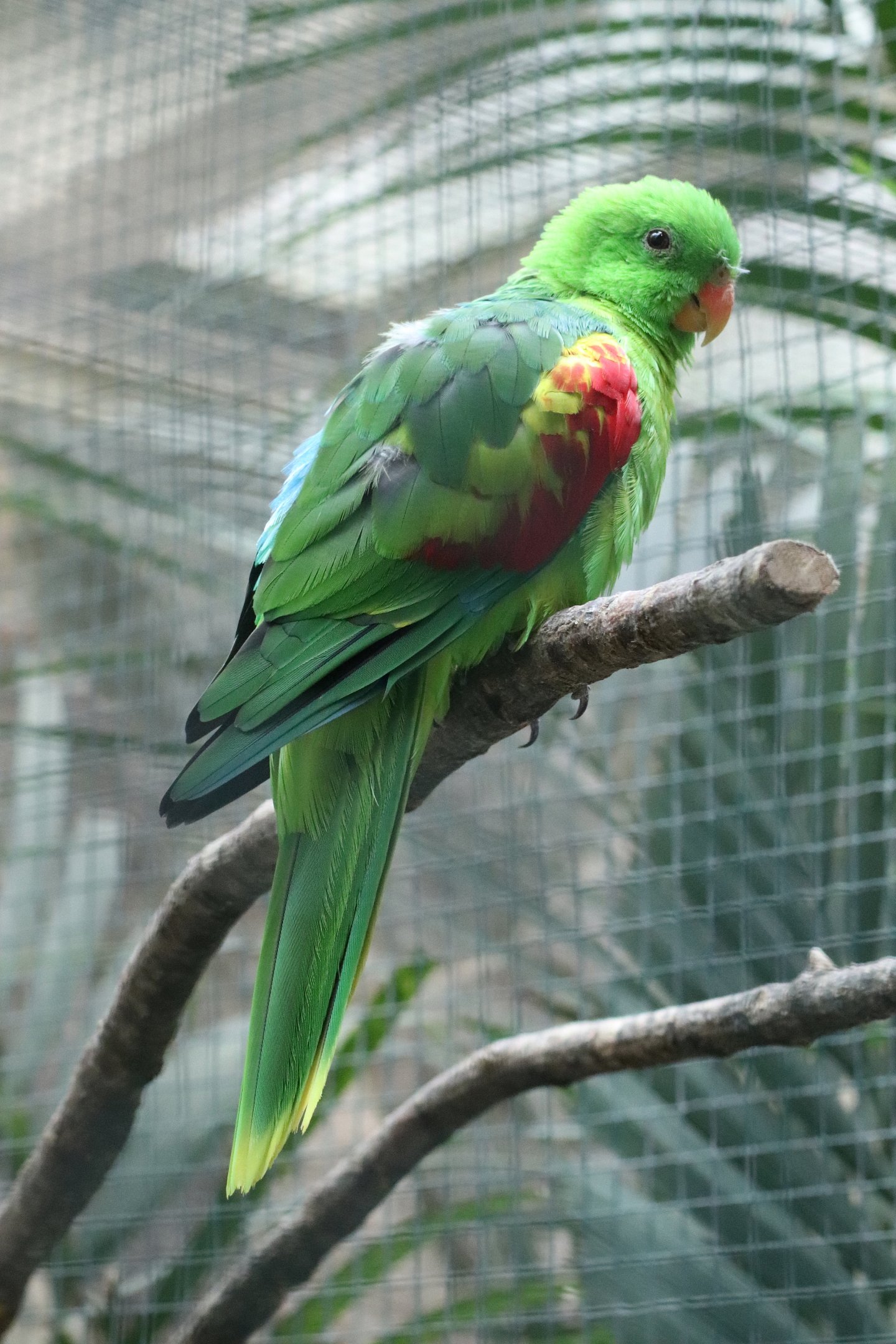 Jonquil parrot (Aprosmictus jonquillaceus)