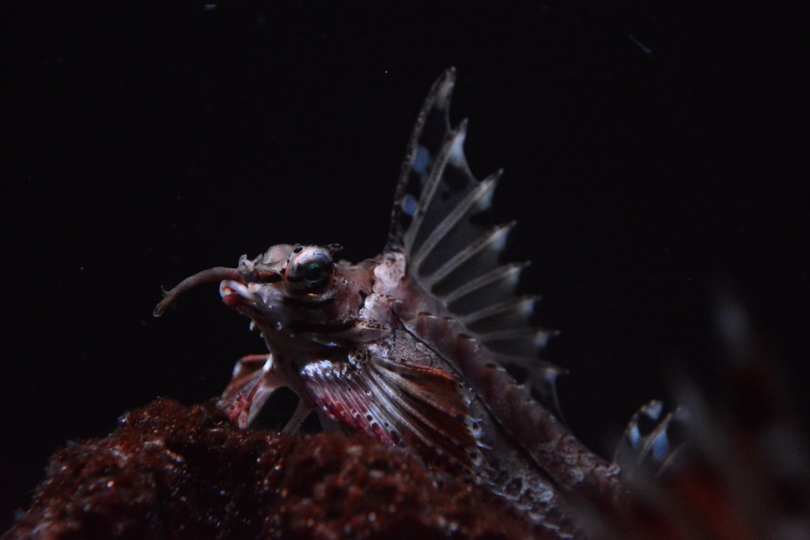 Jordan's poacher (Agonomalus jordani)