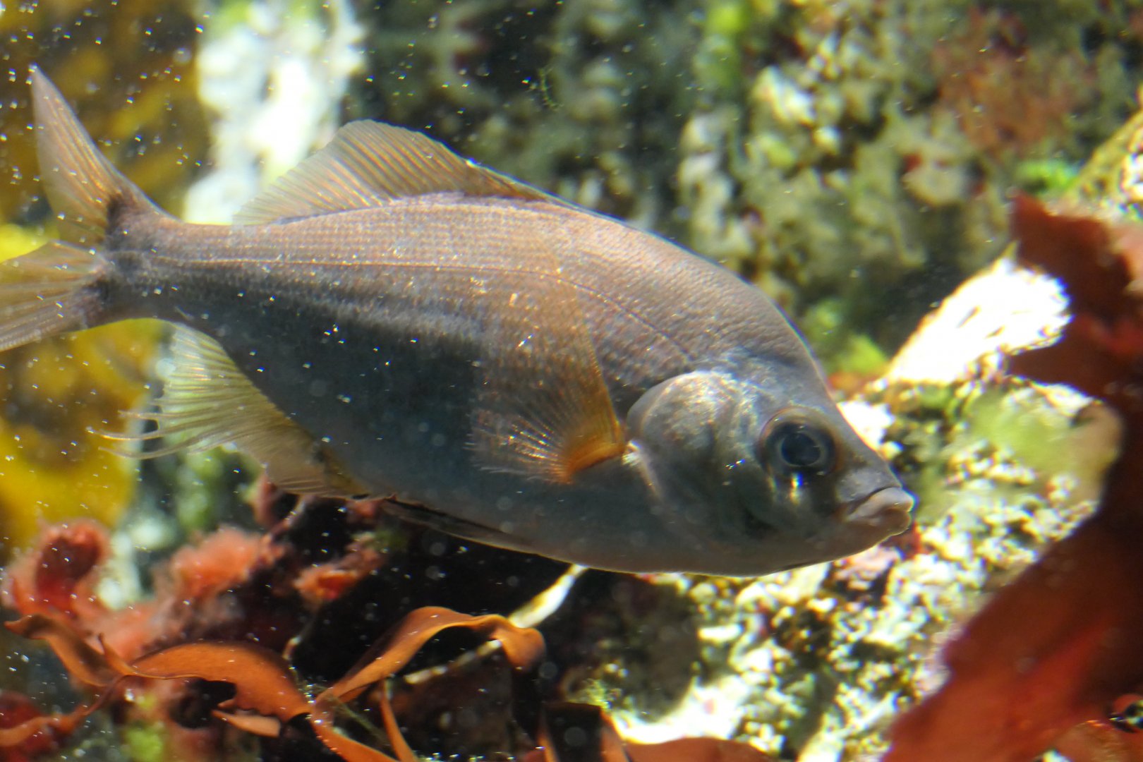 Jordan's Surfperch (Ditrema jordani)