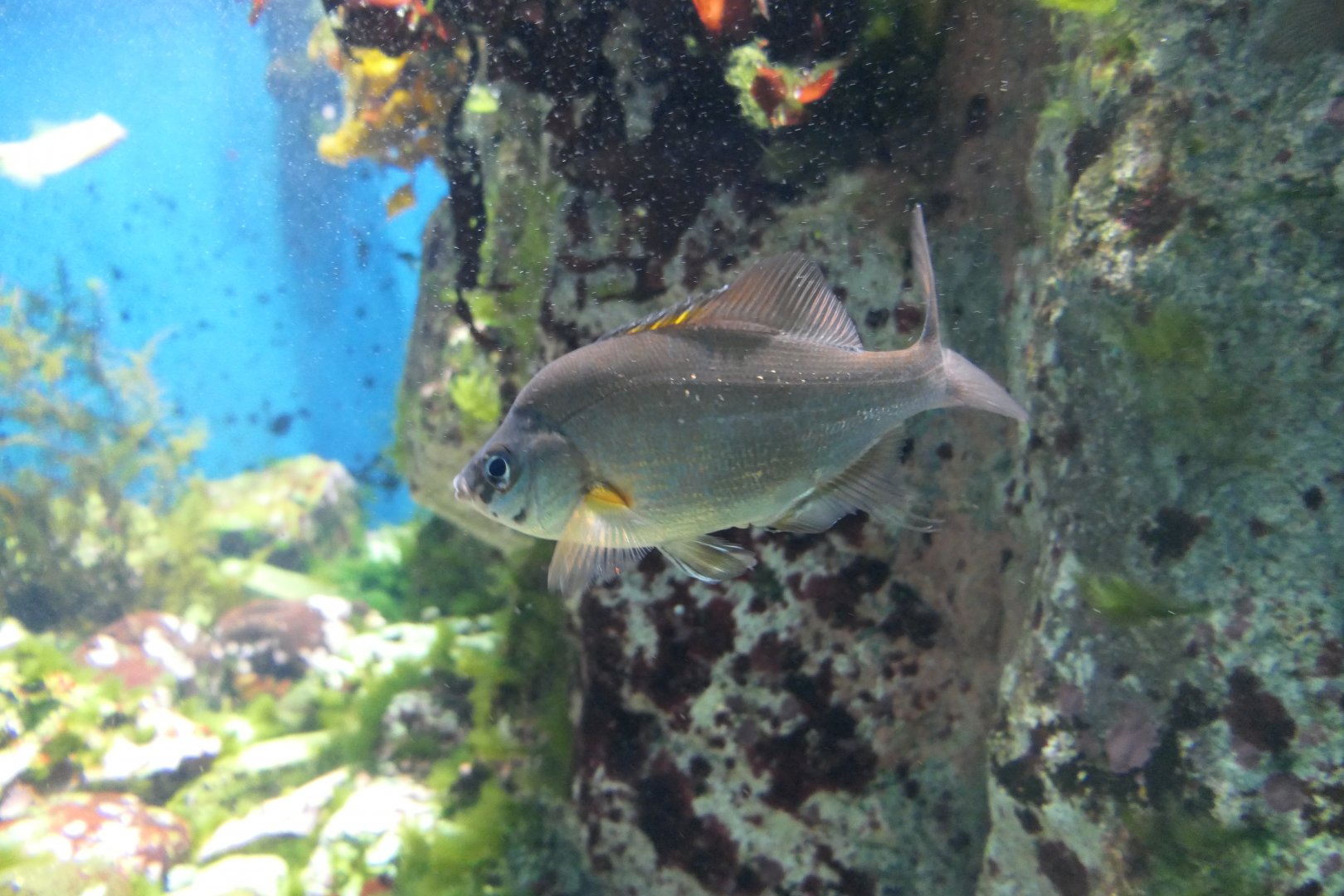 Jordan's Surfperch (Ditrema jordani)