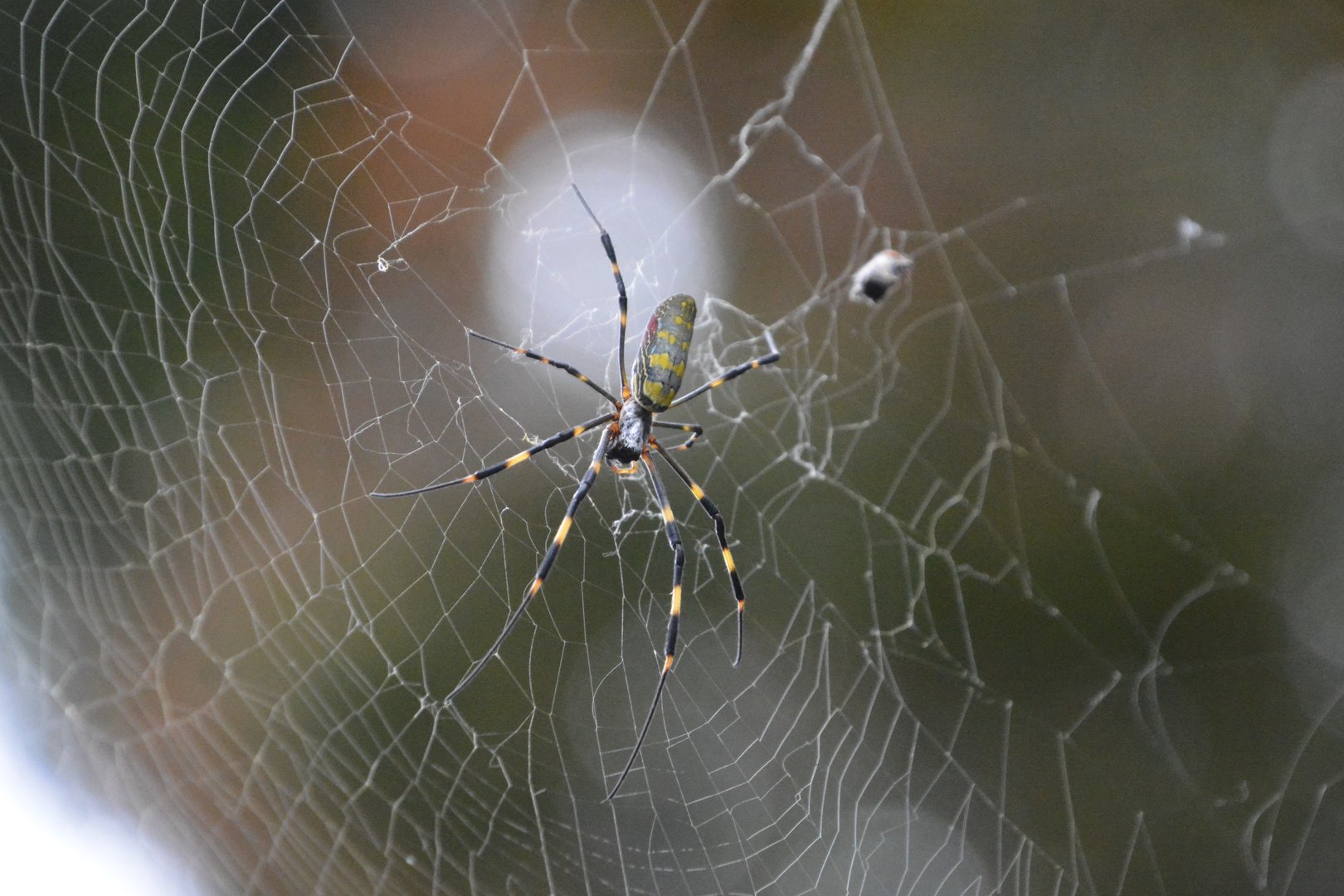 Joro spider (Trichonephila clavata)