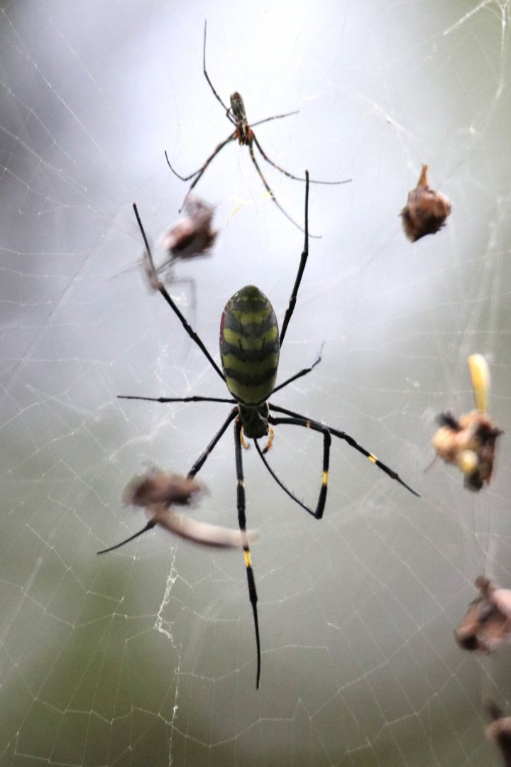 Joro Spider (Trichonephila clavata)