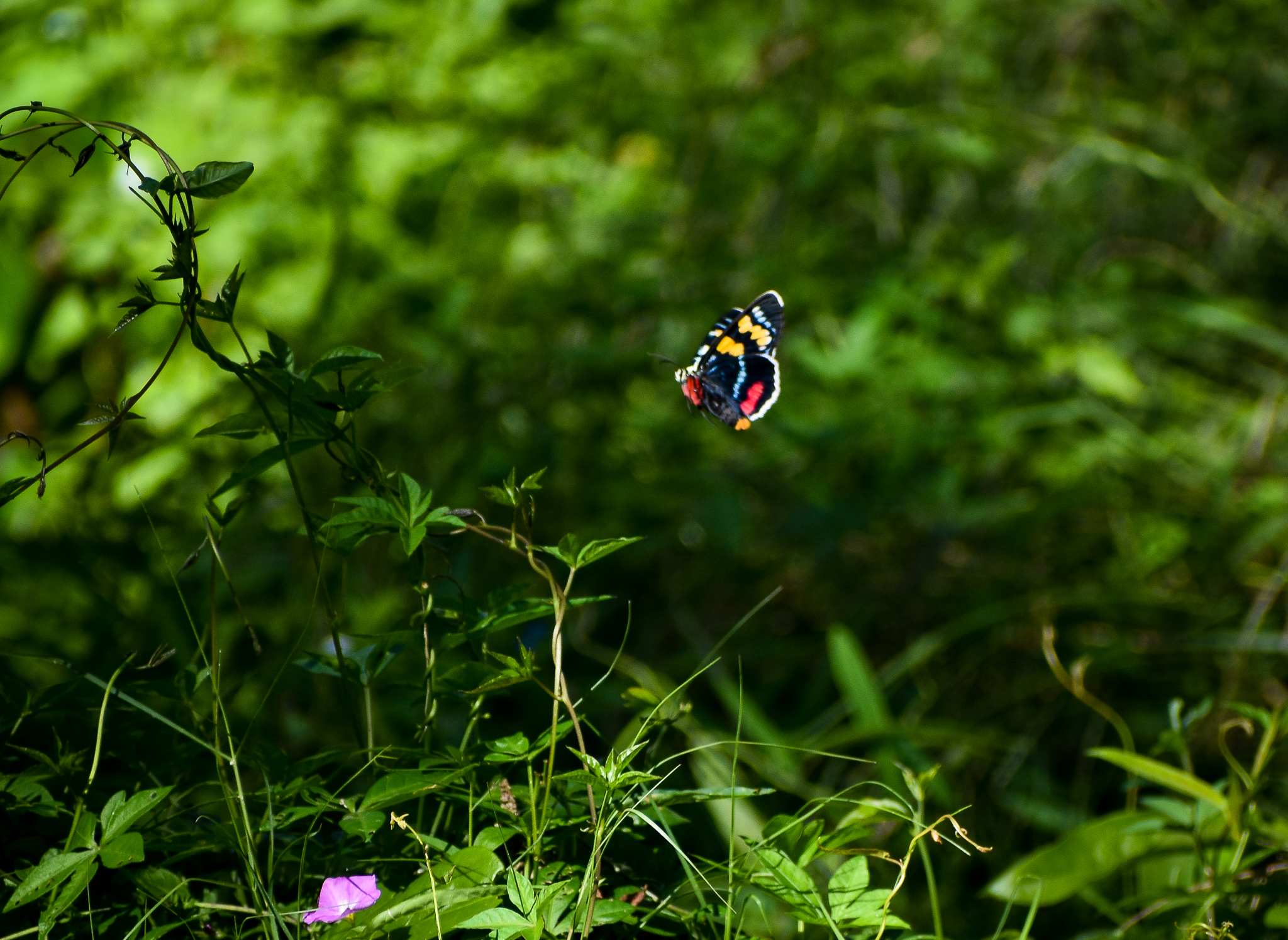 Joseph's Coat Moth (Agarista agricola)