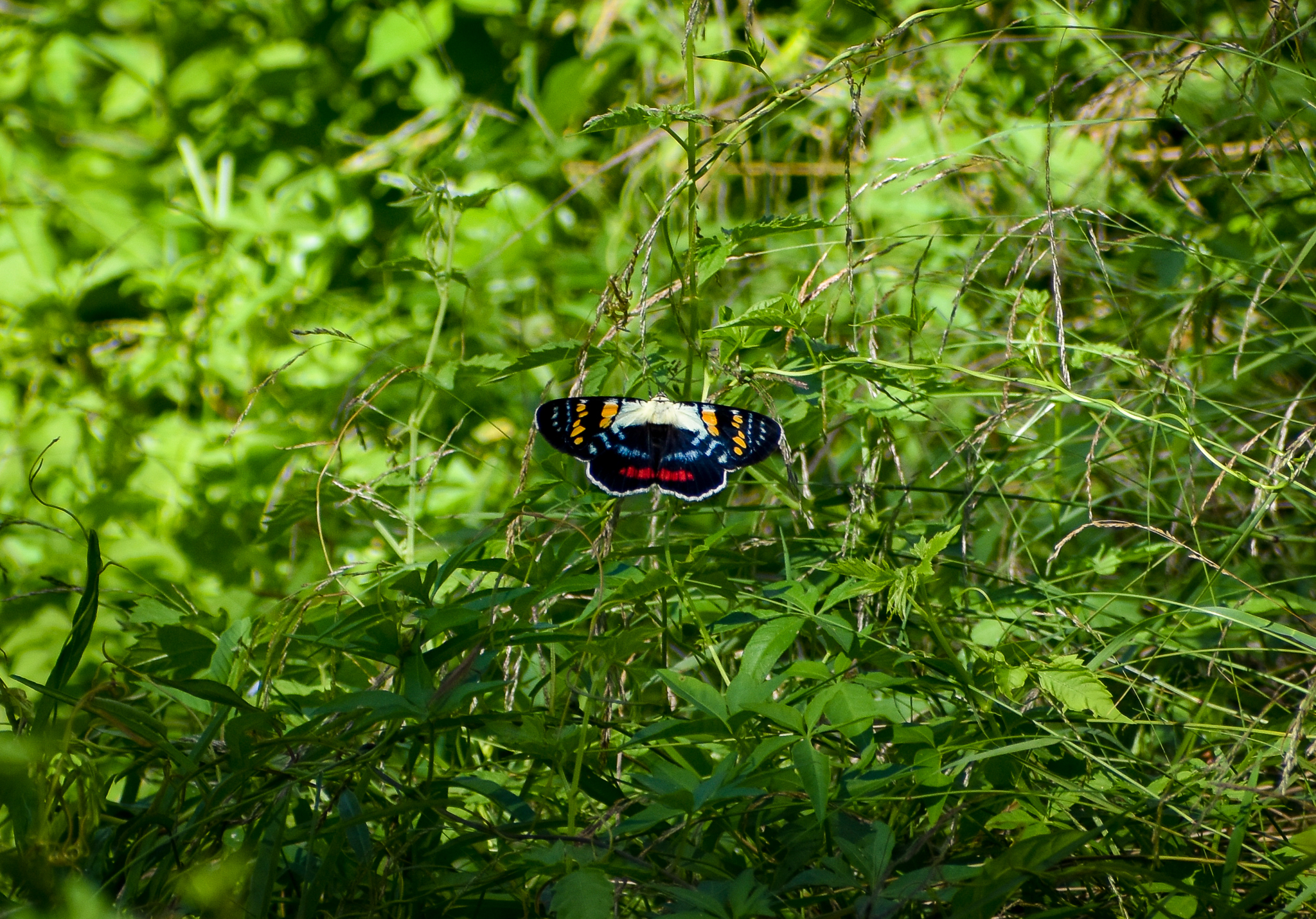 Joseph's Coat Moth (Agarista agricola)