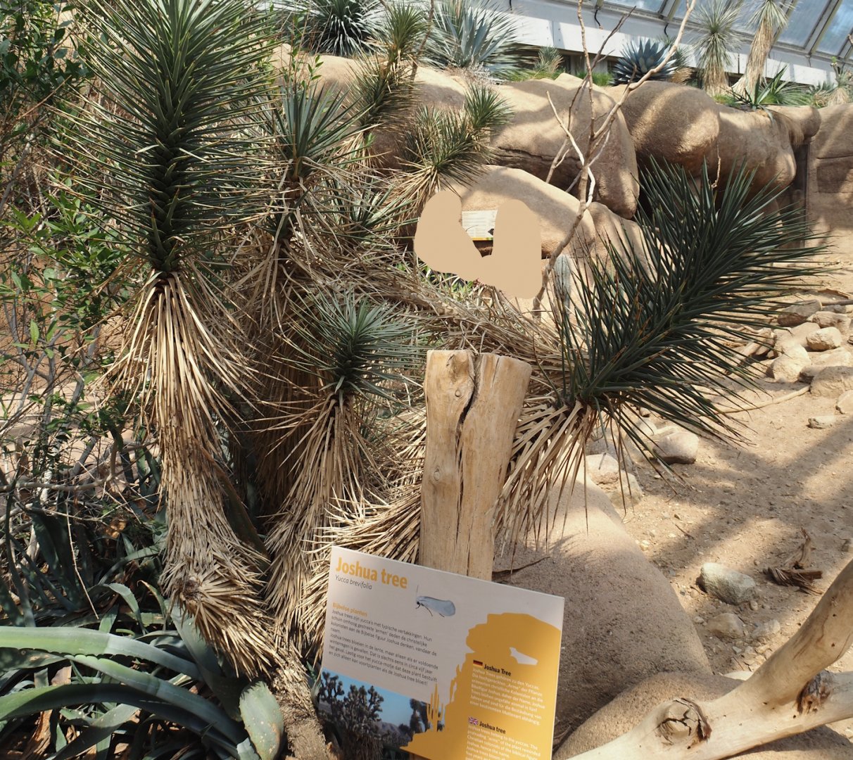 Joshua tree (Yucca brevifolia) and example of plant signage in the Desert, 2025-05-17