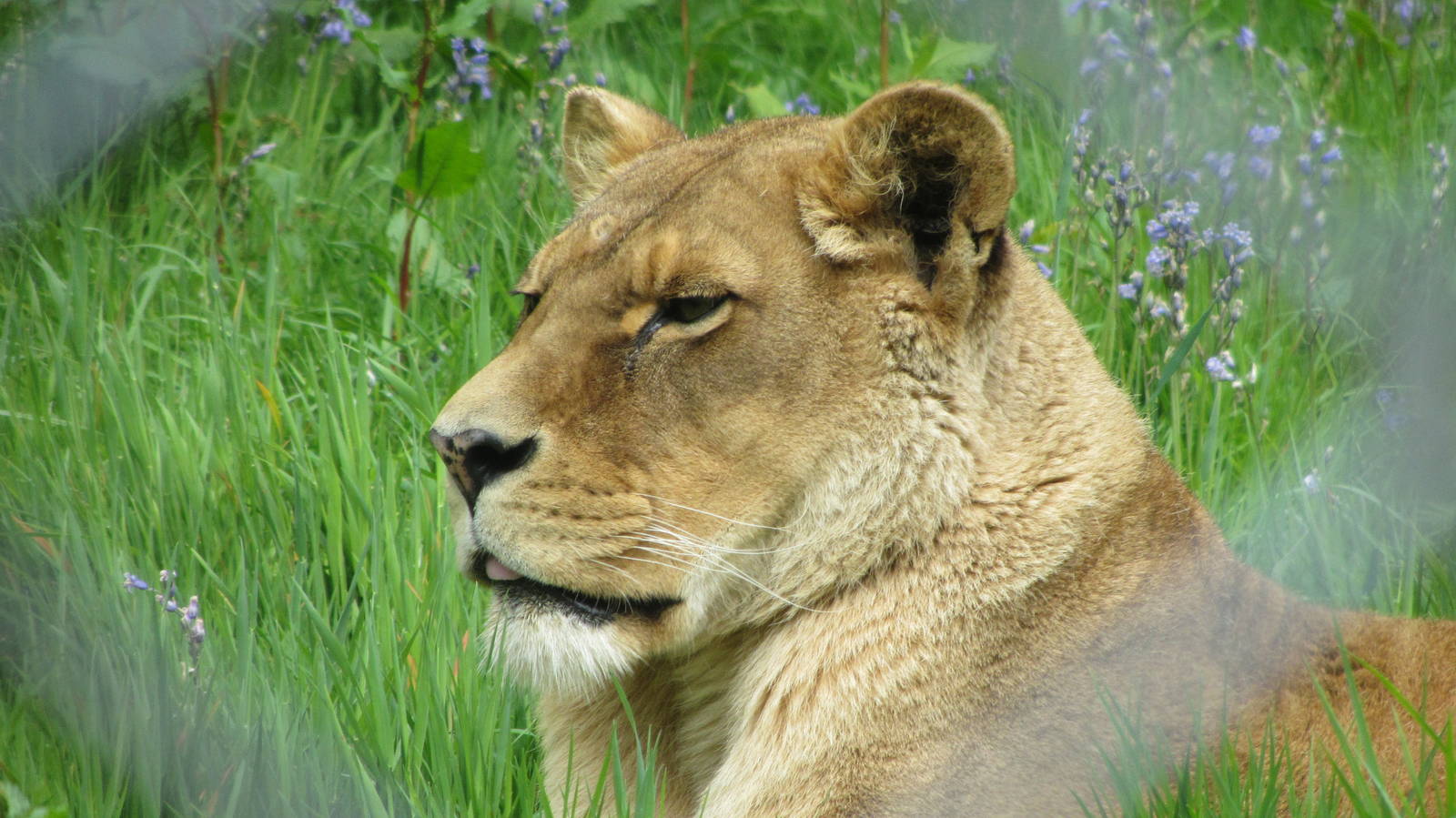 Josie the Lioness