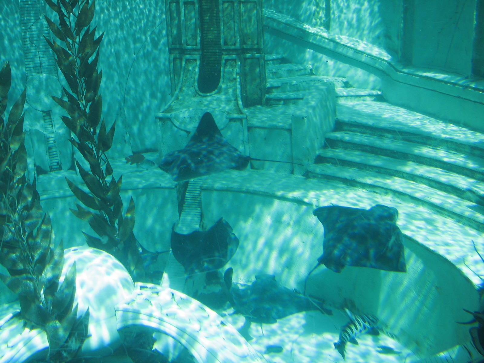 Journey to Atlantis - Bat Rays