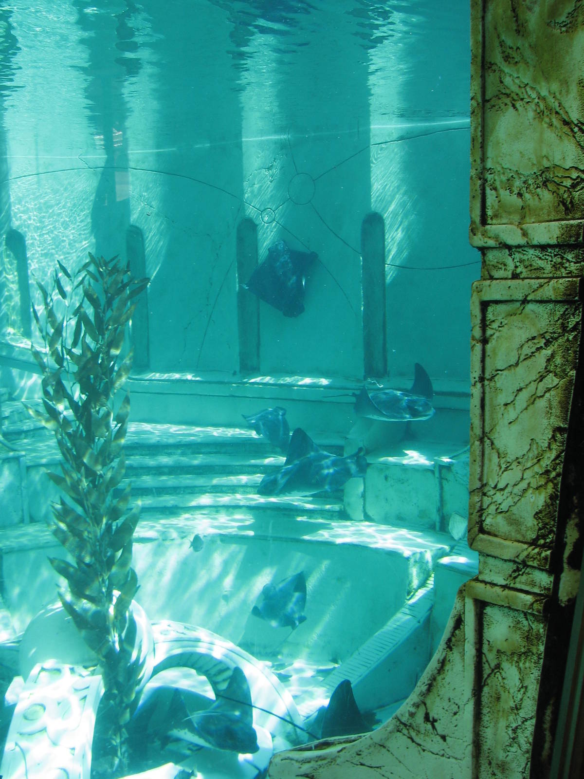 Journey to Atlantis - Bat Rays