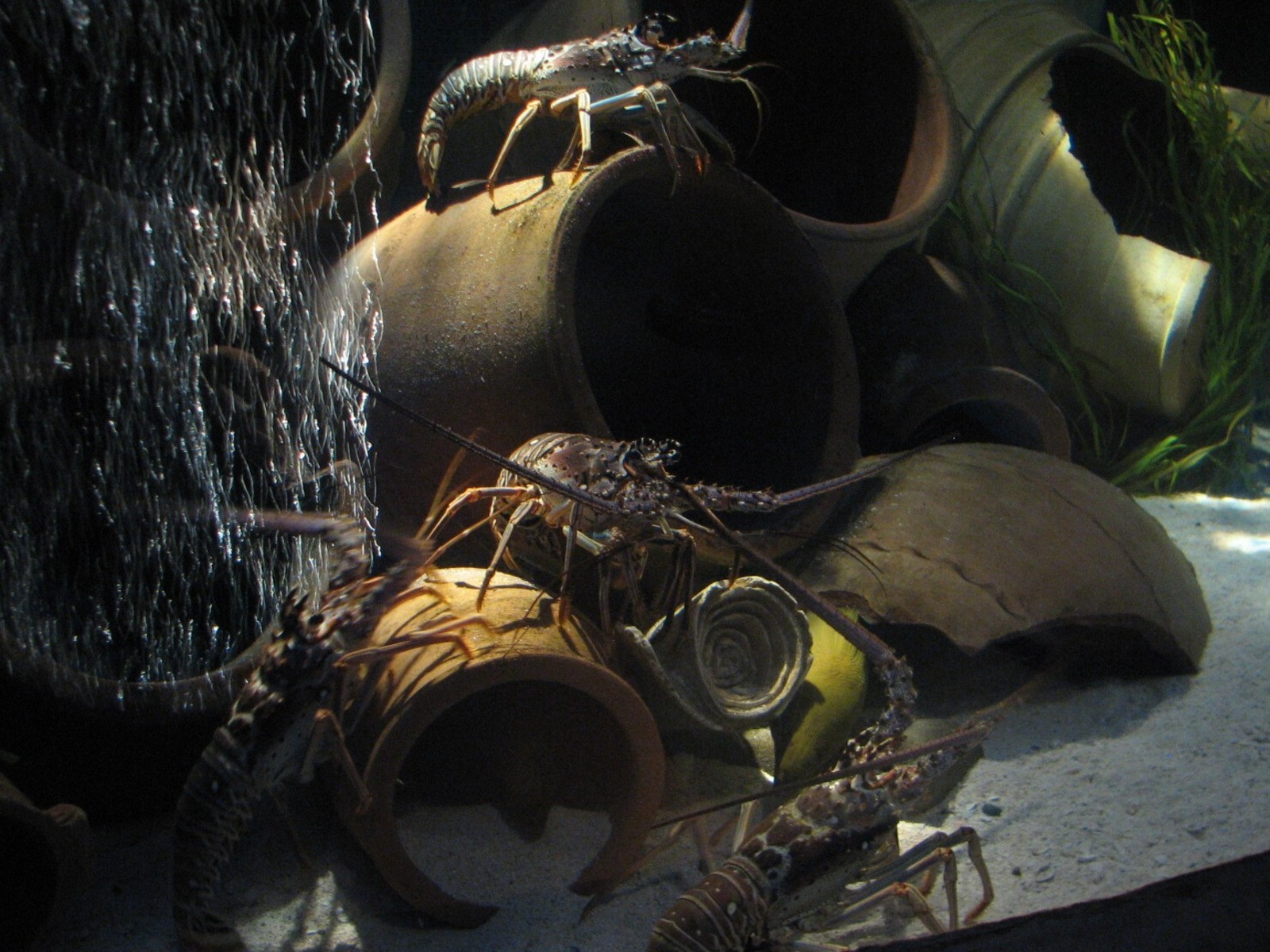 Journey To Atlantis - Jewels of the Sea Aquarium - Caribbean Spiny Lobster