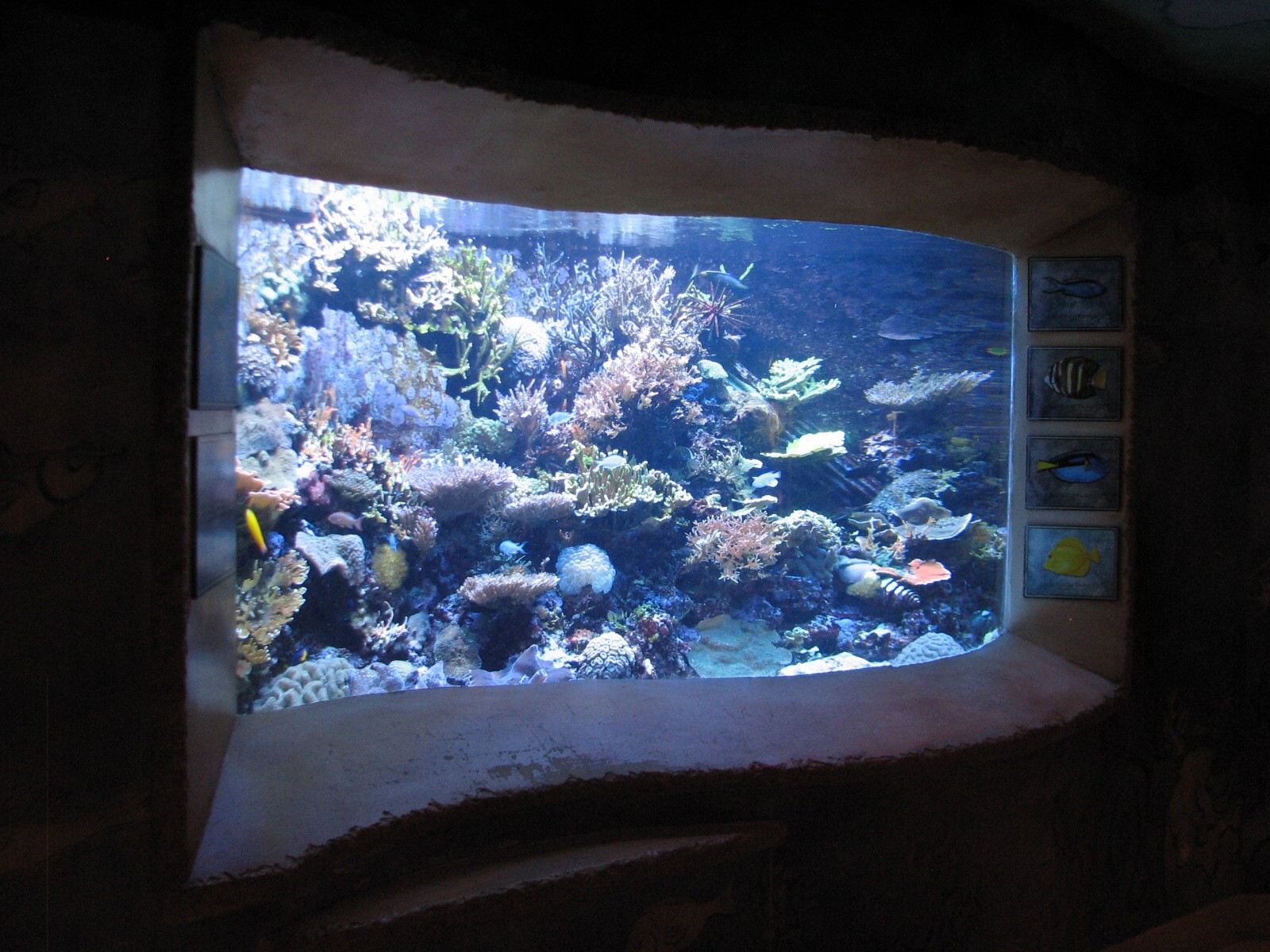 Journey To Atlantis - Jewels of the Sea Aquarium - Coral Reef Exhibit