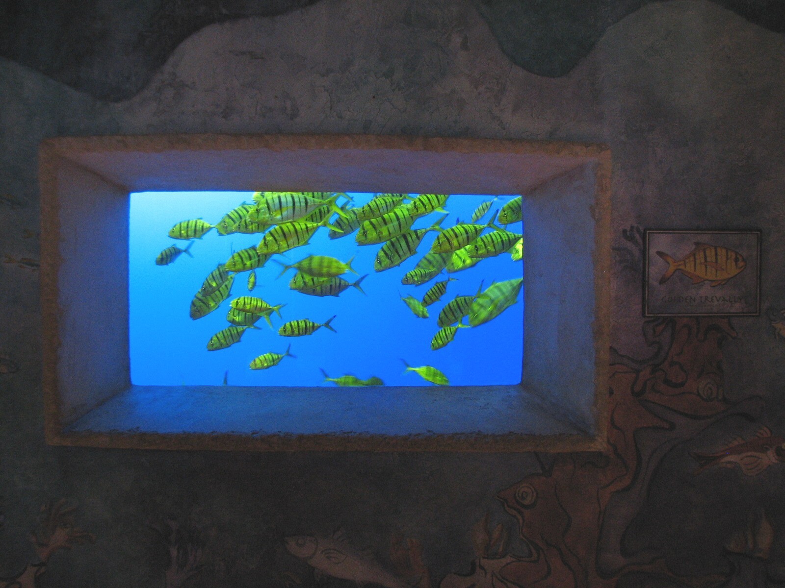 Journey To Atlantis - Jewels of the Sea Aquarium - Golden Trevally Exhibit