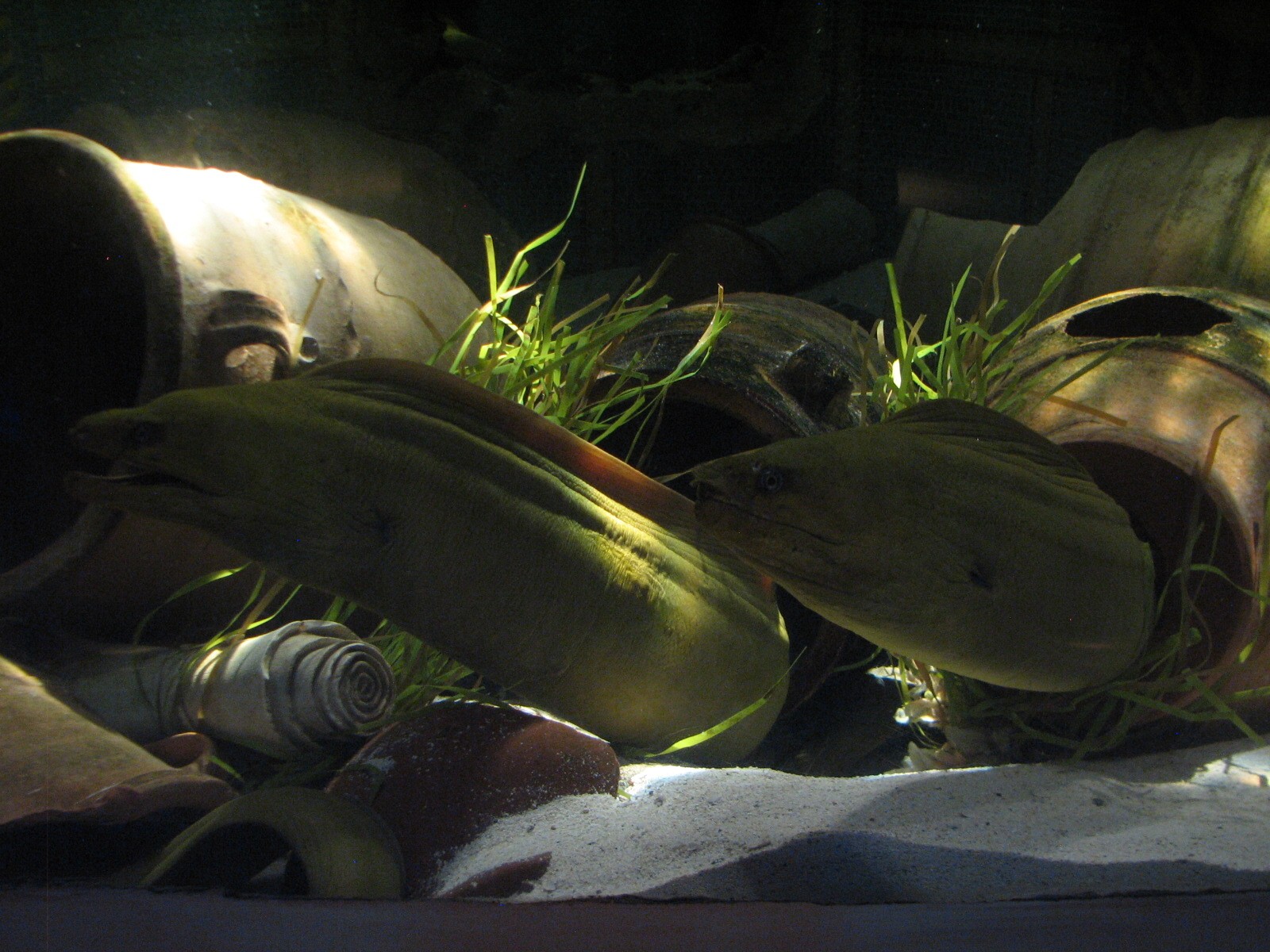 Journey To Atlantis - Jewels of the Sea Aquarium - Green Moray