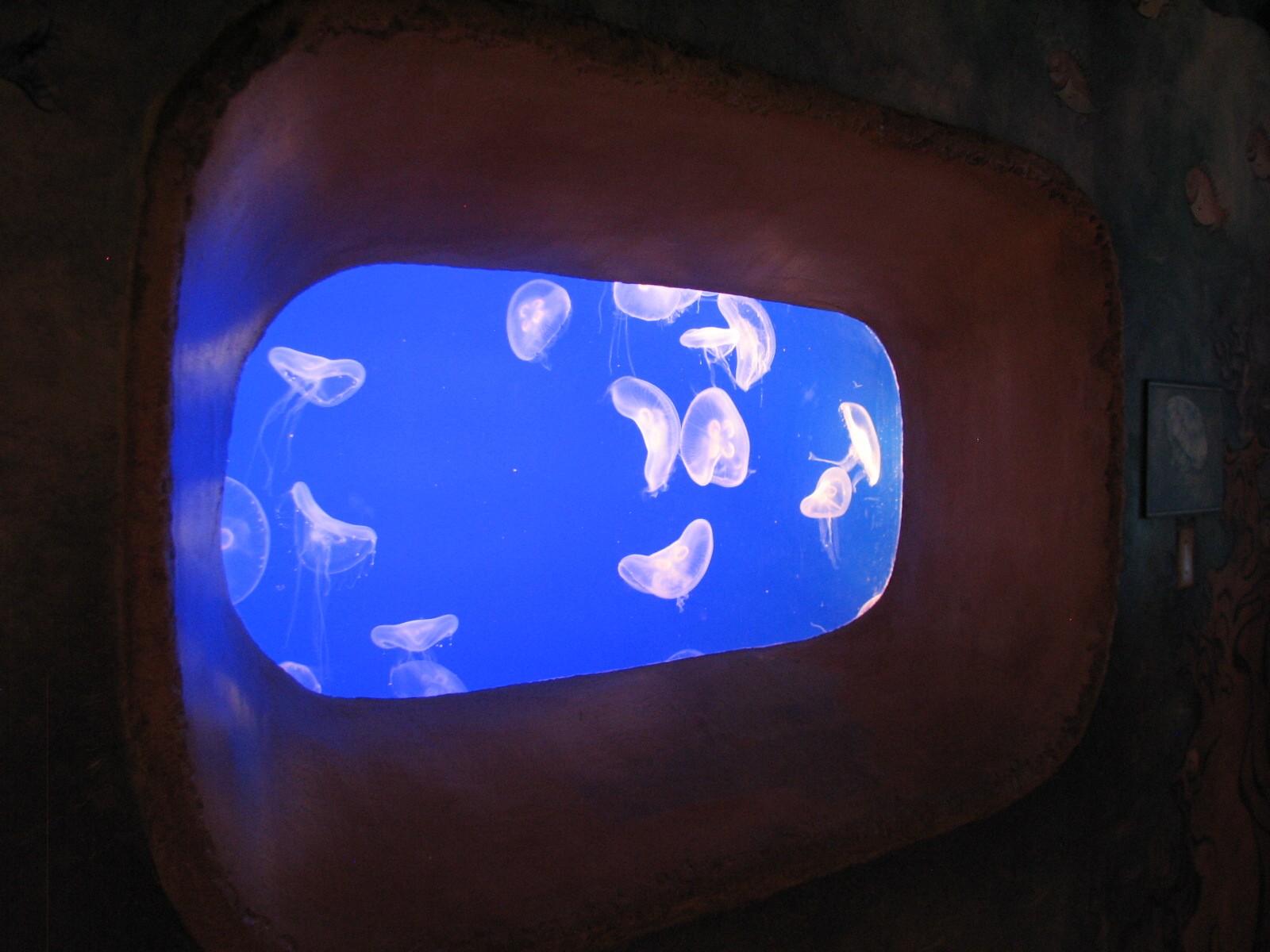 Journey To Atlantis - Jewels of the Sea Aquarium - Moon Jelly Exhibit (Larg