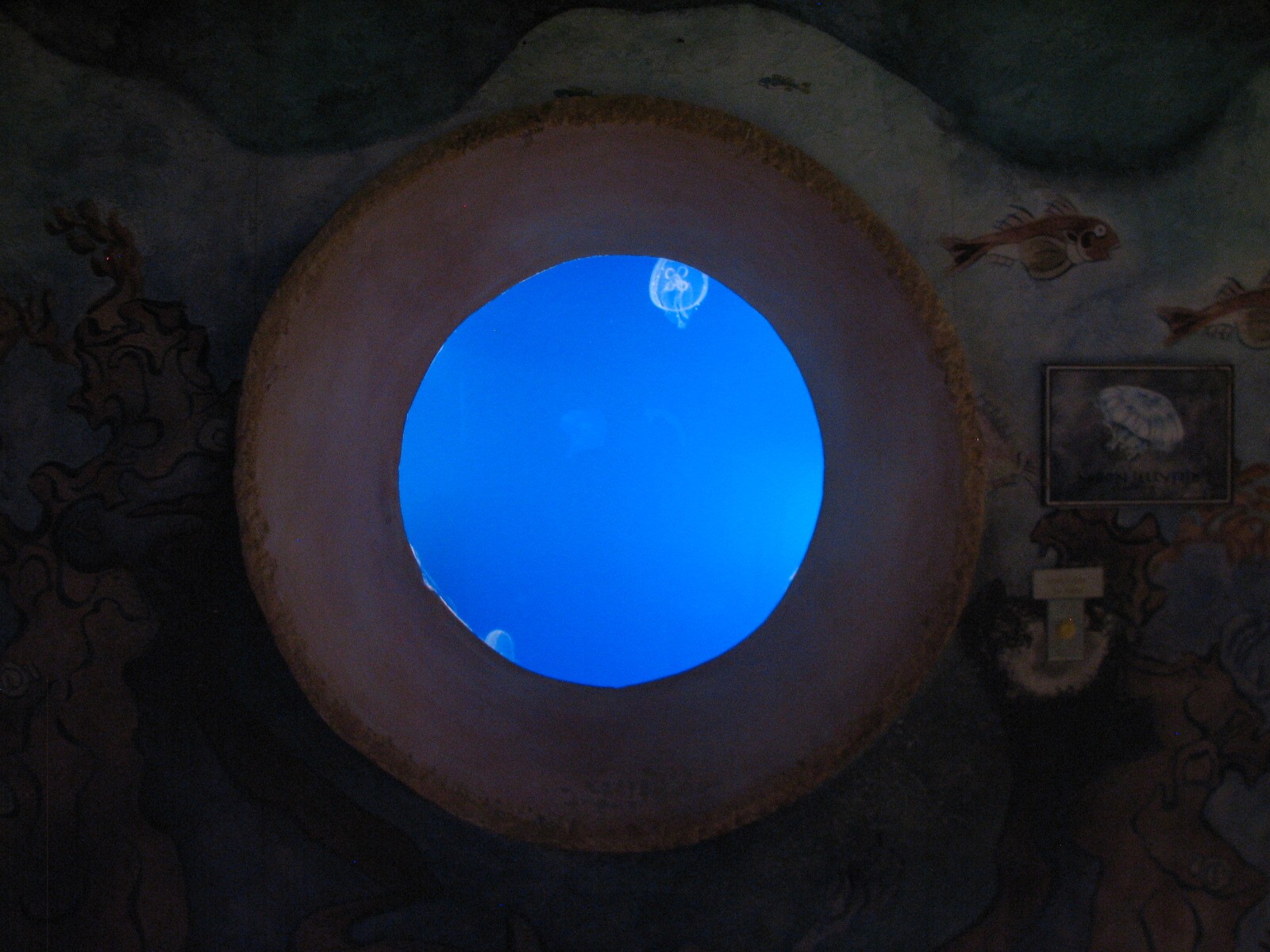 Journey To Atlantis - Jewels of the Sea Aquarium - Moon Jelly Exhibit (Smal