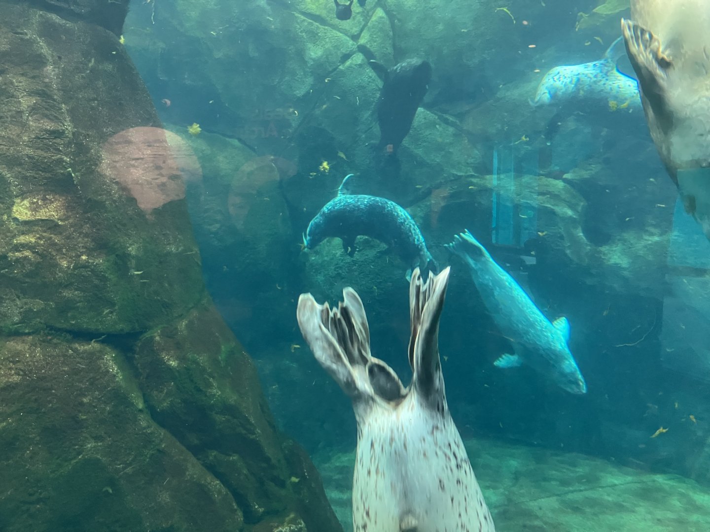 Journey to Churchill - Harbor Seal Exhibit