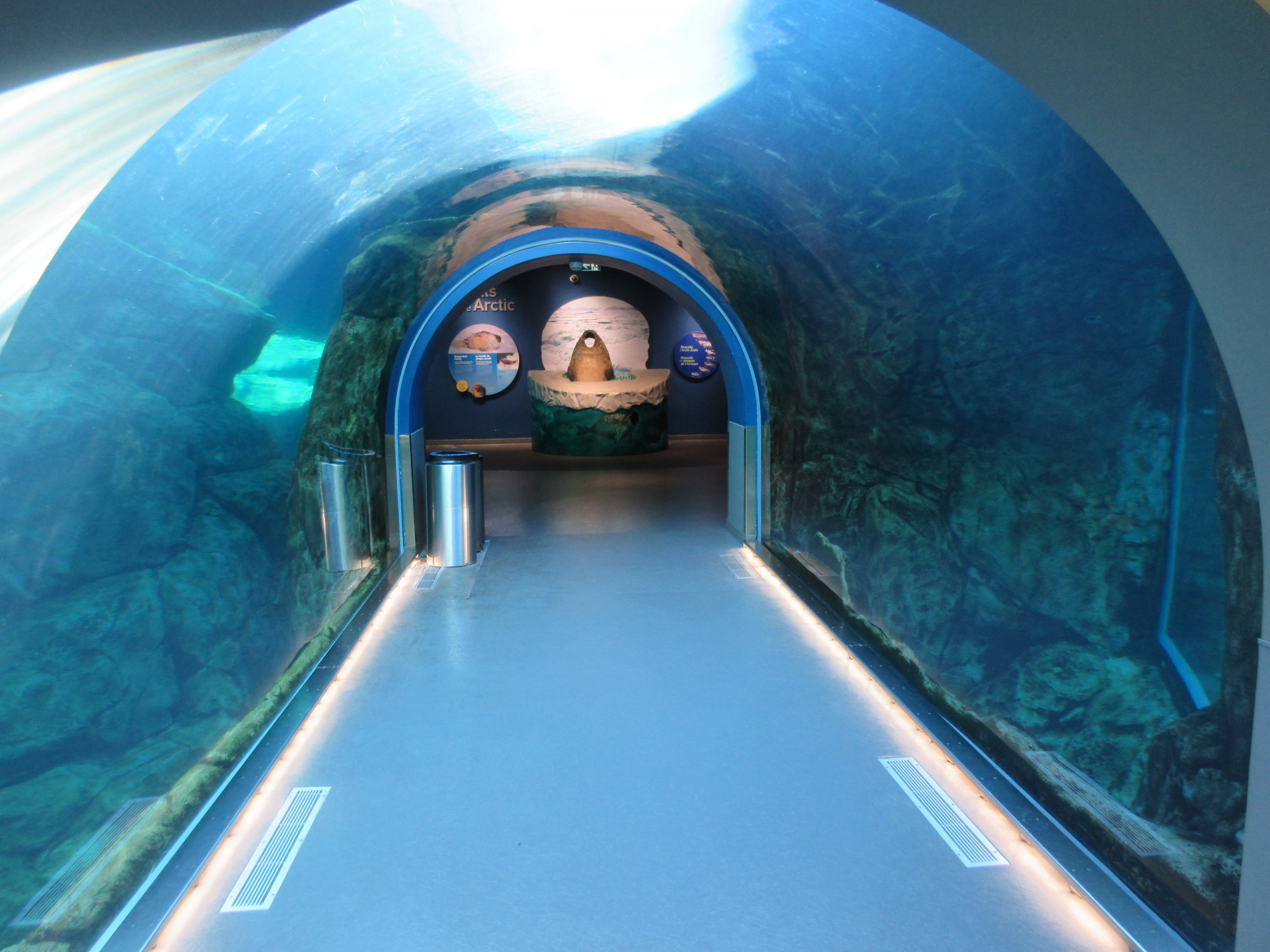 Journey to Churchill - Harbour Seal Exhibit