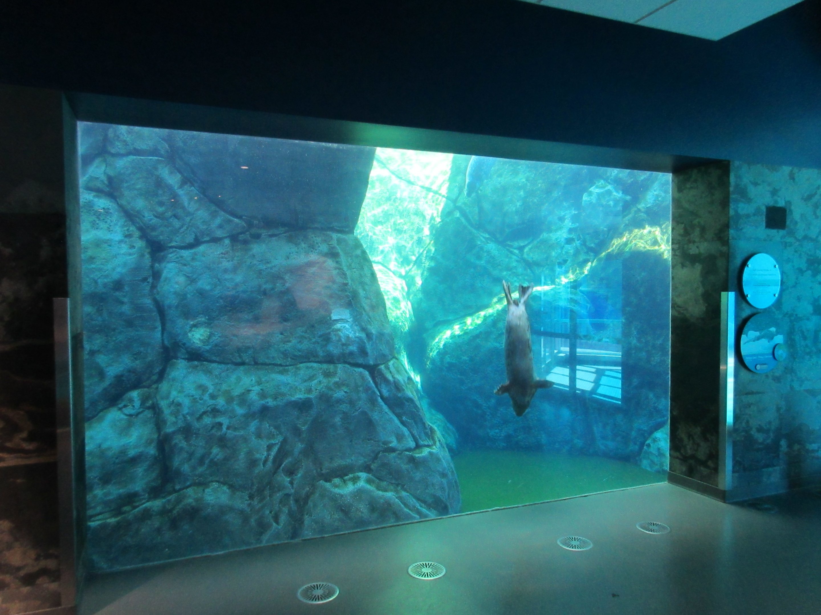 Journey to Churchill - Harbour Seal Exhibit