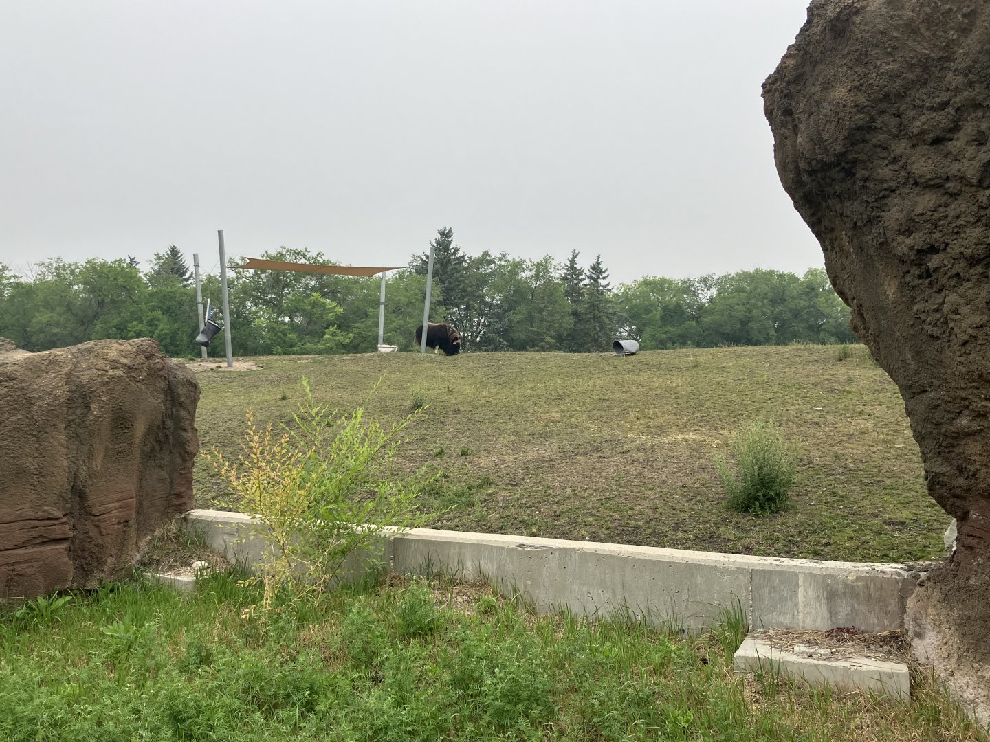 Journey to Churchill - Musk Oxen Exhibit
