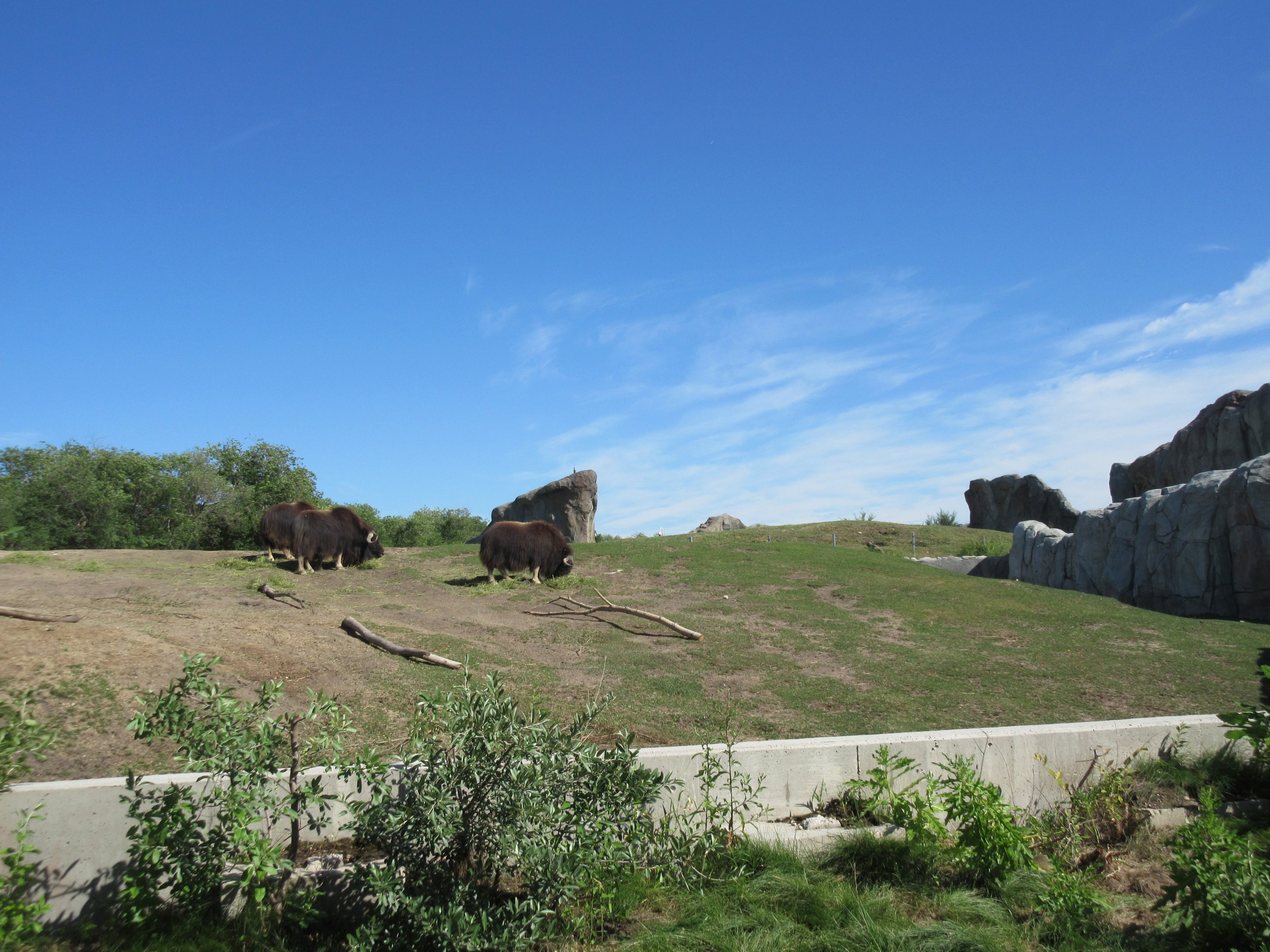 Journey to Churchill - Muskox Exhibit