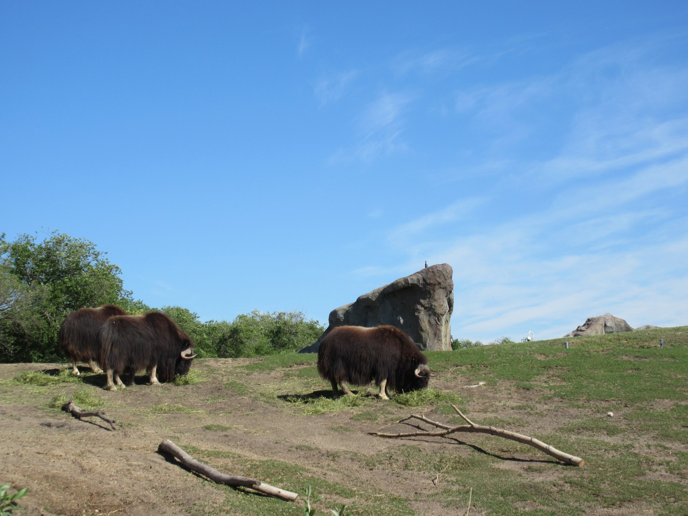 Journey to Churchill - Muskox