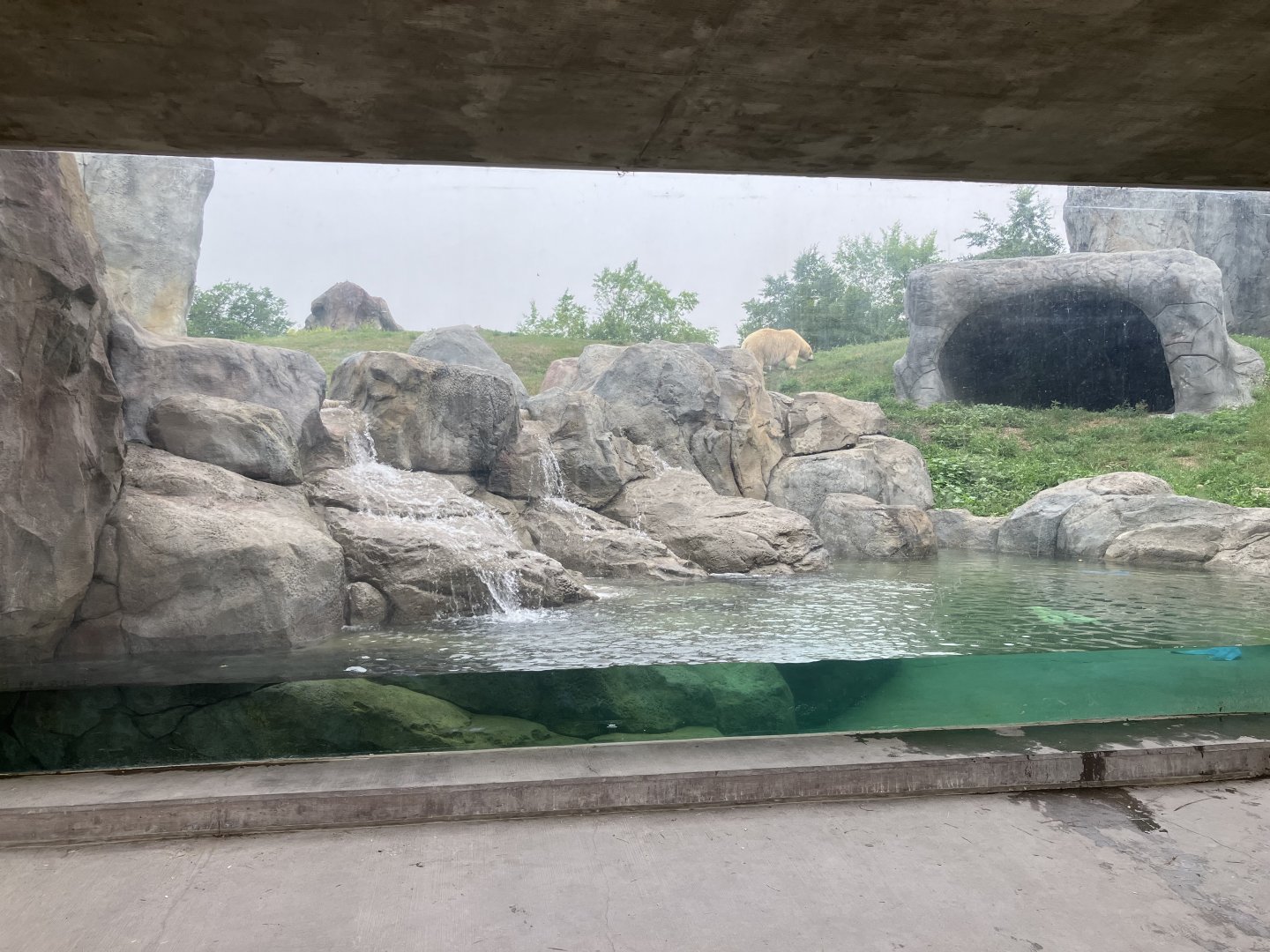Journey to Churchill - Polar Bear Exhibit #1