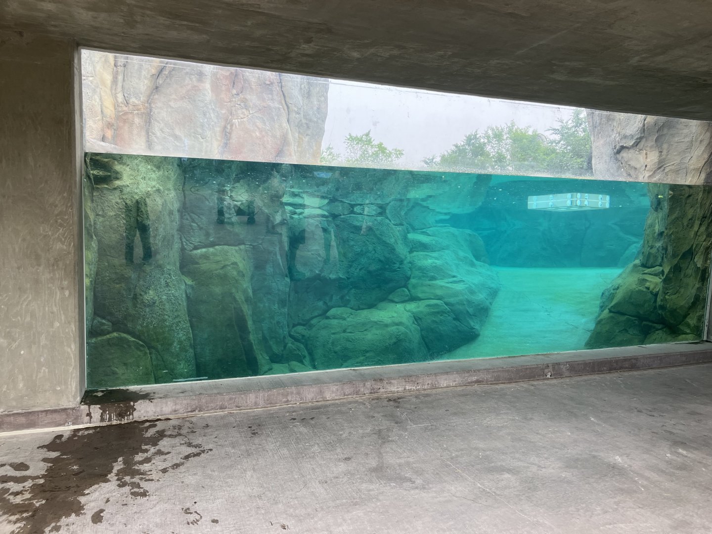 Journey to Churchill- Polar Bear Exhibit #1