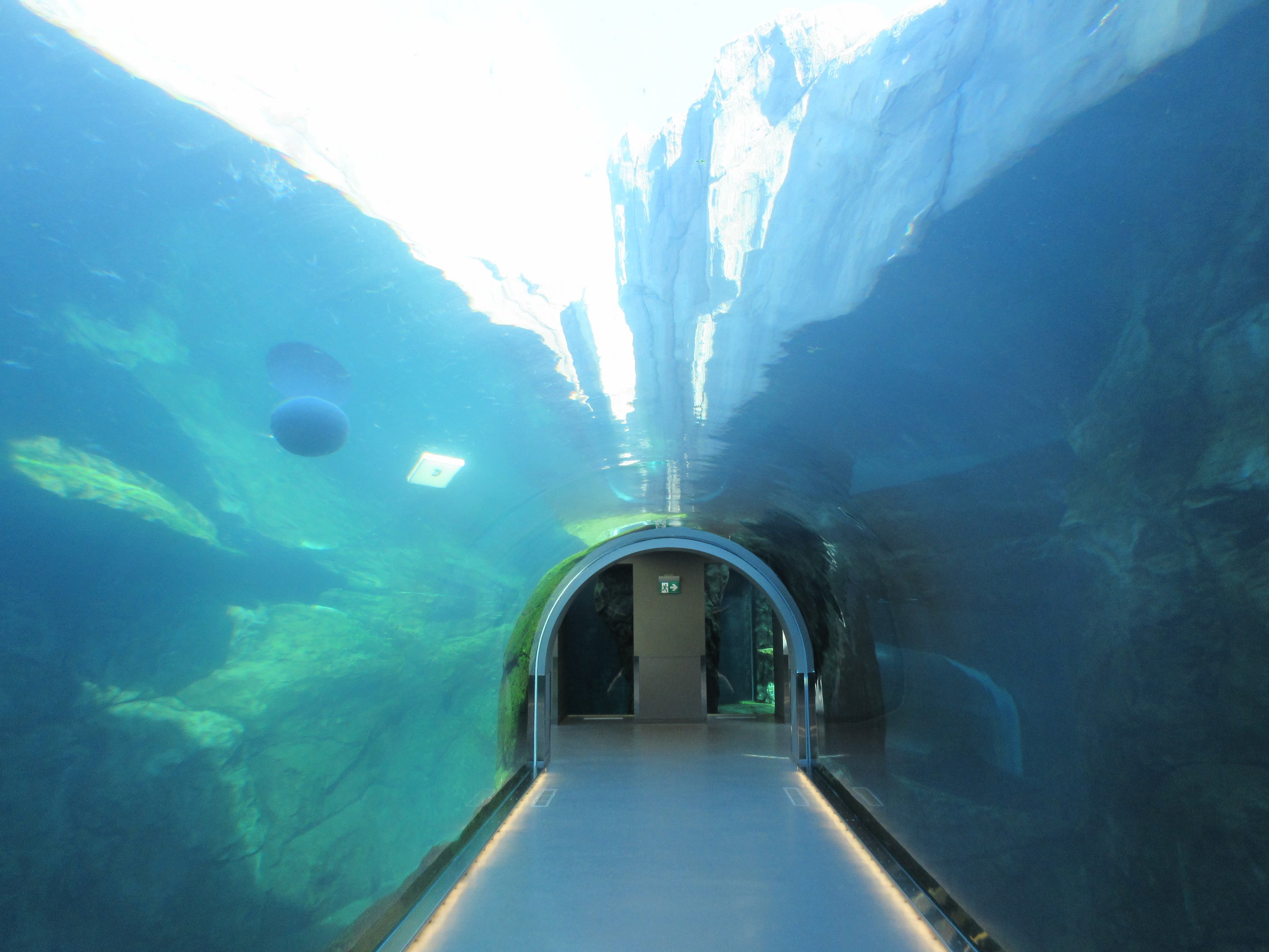 Journey to Churchill - Polar Bear Exhibit #2