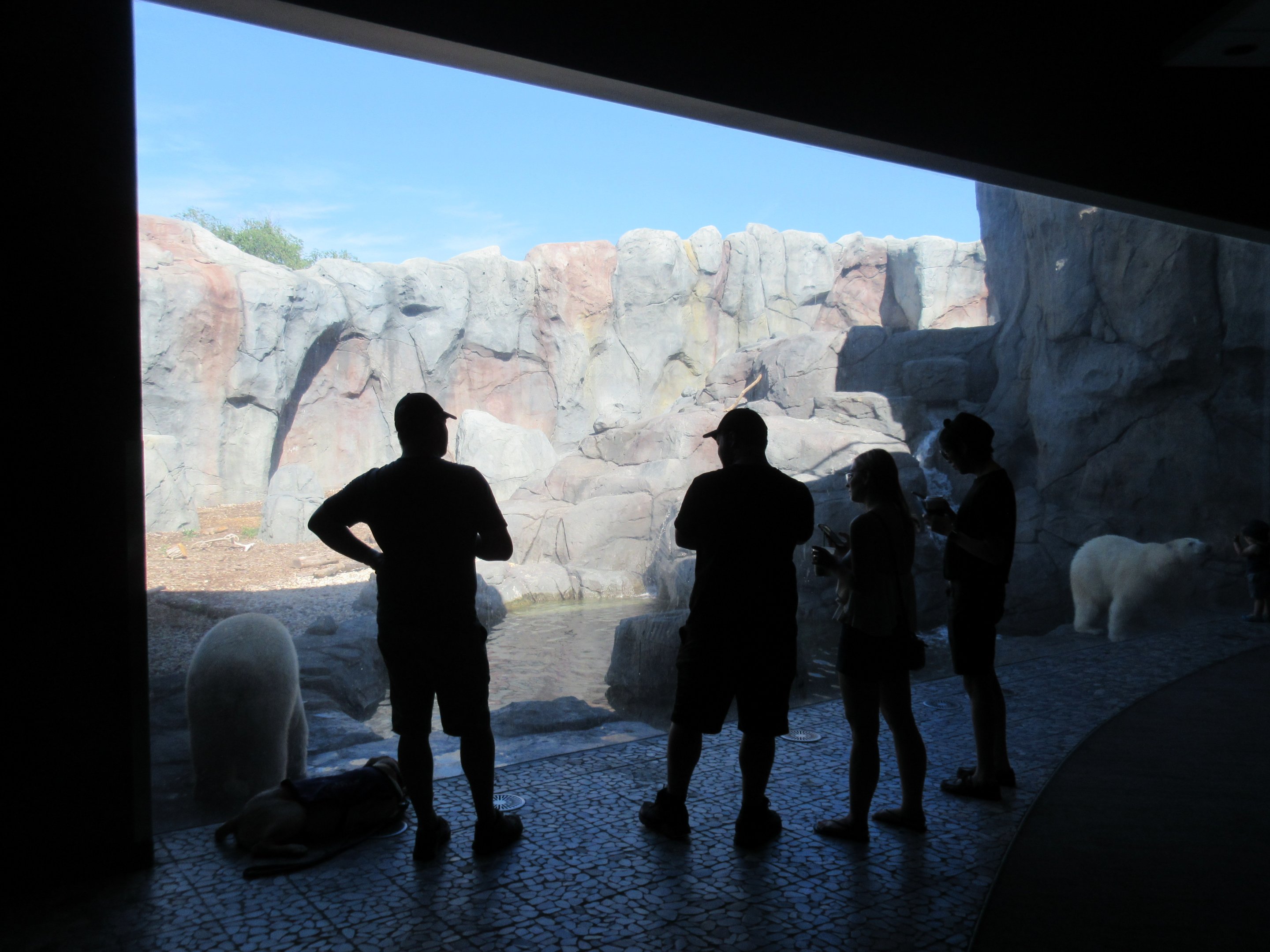Journey to Churchill - Polar Bear Exhibit #2