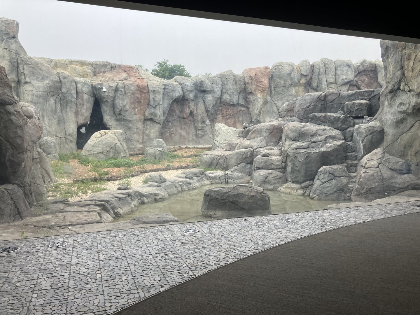 Journey to Churchill - Polar Bear Exhibit #2