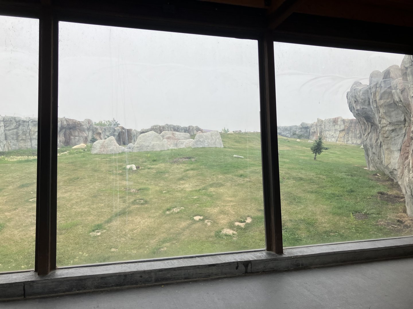 Journey to Churchill - Polar Bear Exhibit #3