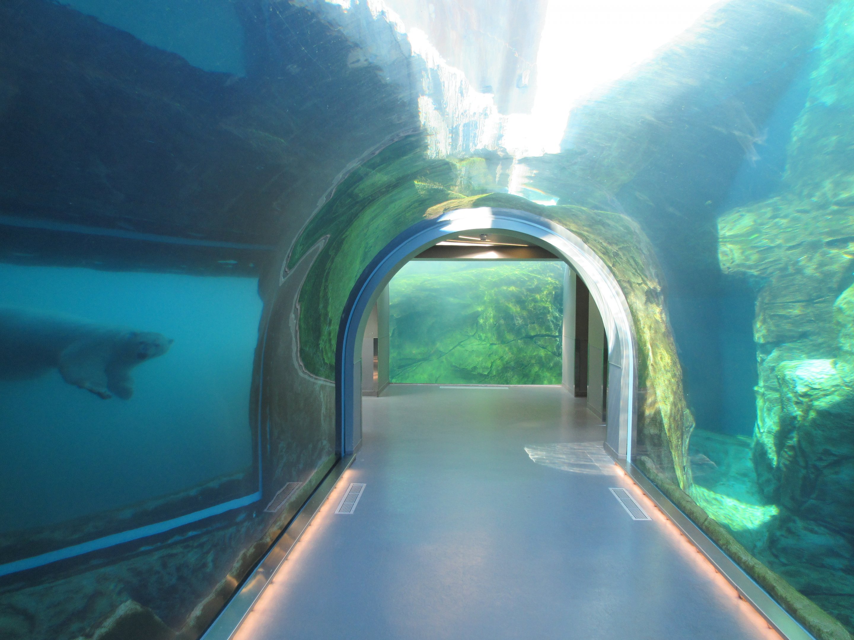 Journey to Churchill - Polar Bear looking at me