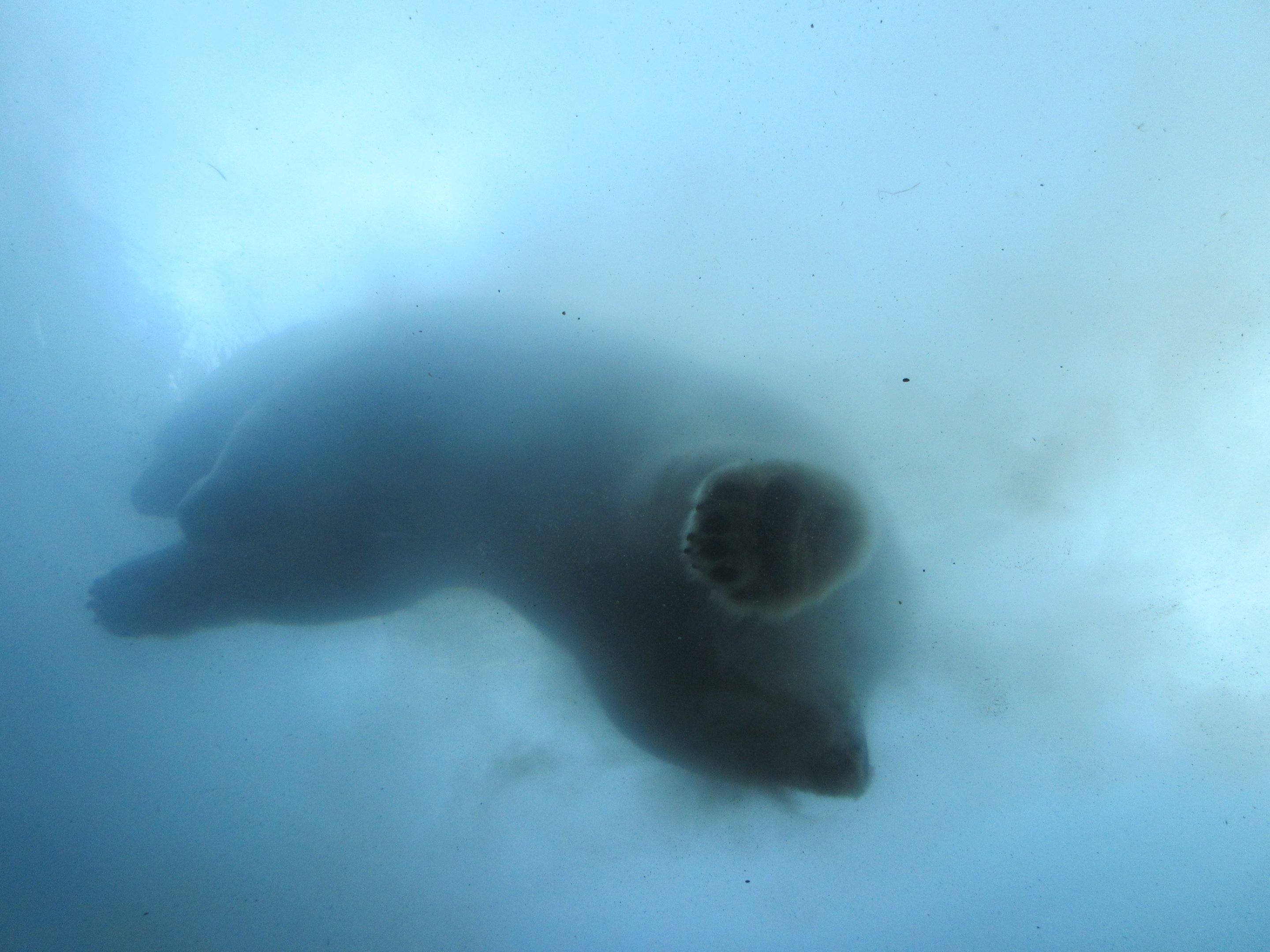 Journey to Churchill - Polar Bear