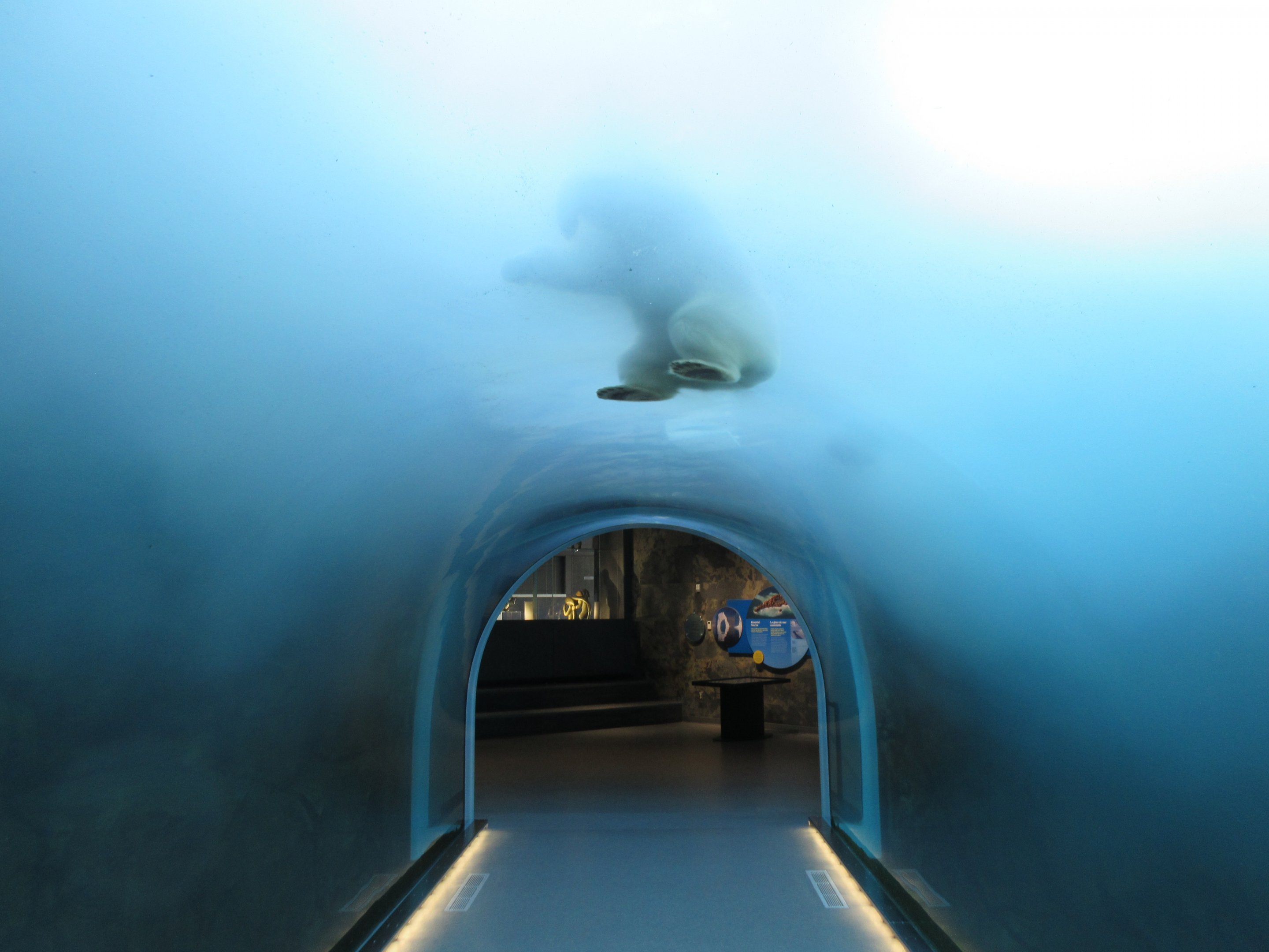 Journey to Churchill - Polar Bear