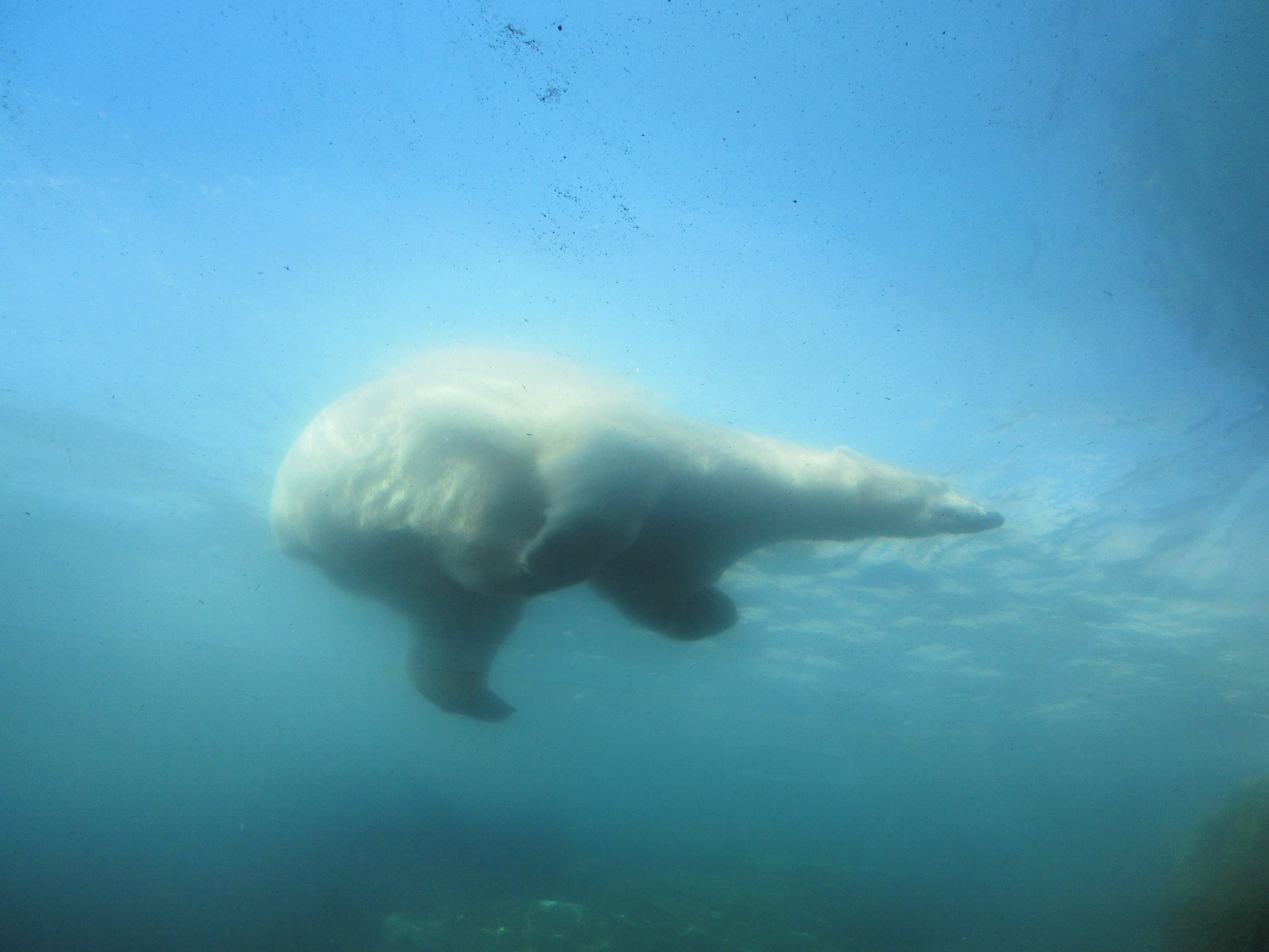 Journey to Churchill - Polar Bear