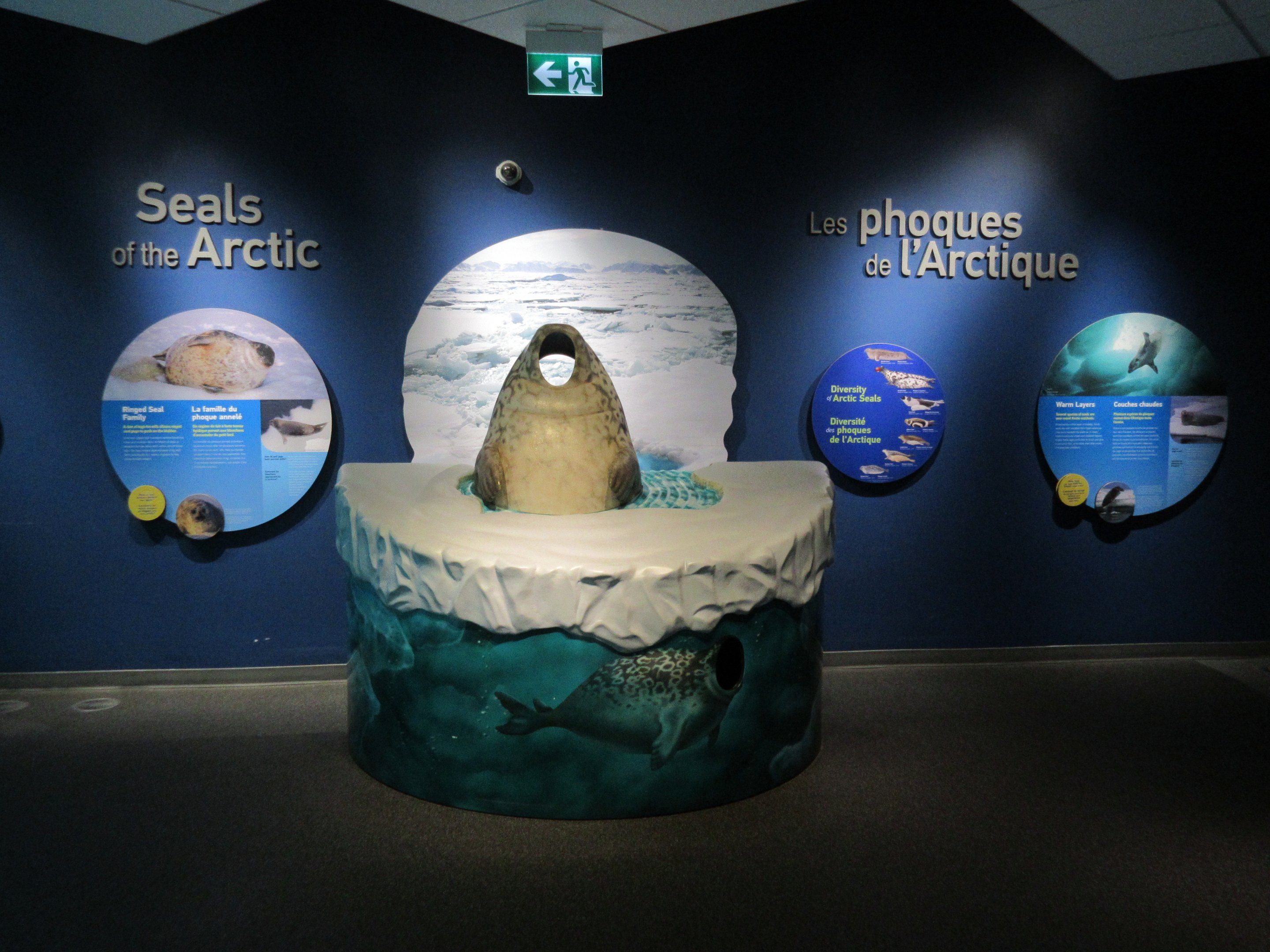 Journey to Churchill - Seal Photo Opportunity