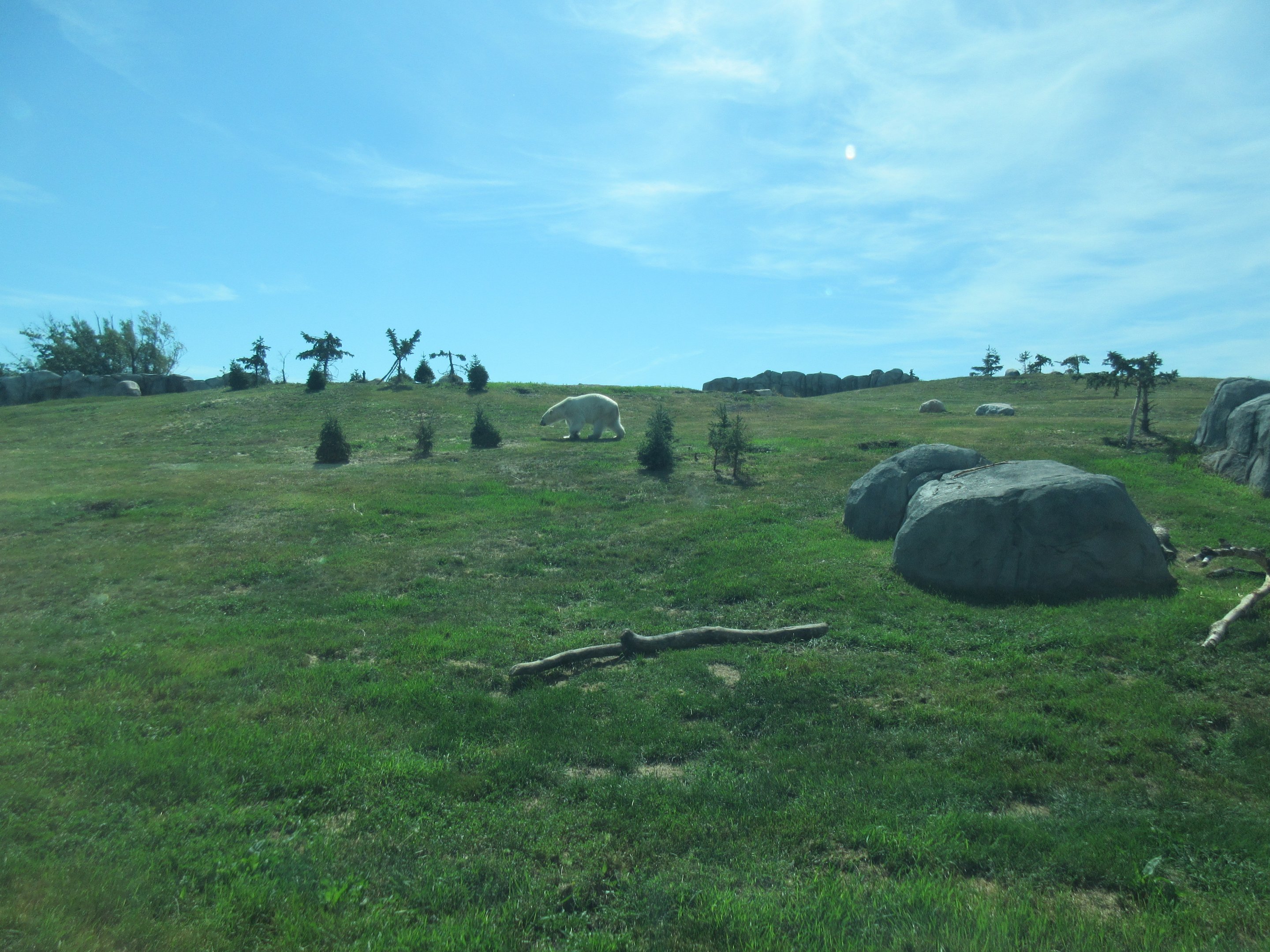 Journey to Churchill - Strolling Polar Bear