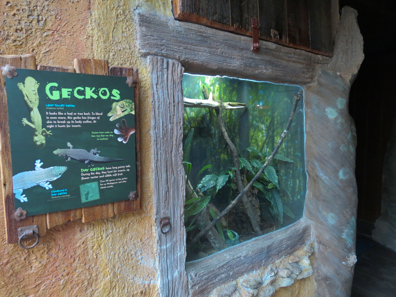 Journey To Madagascar - Gecko Exhibit