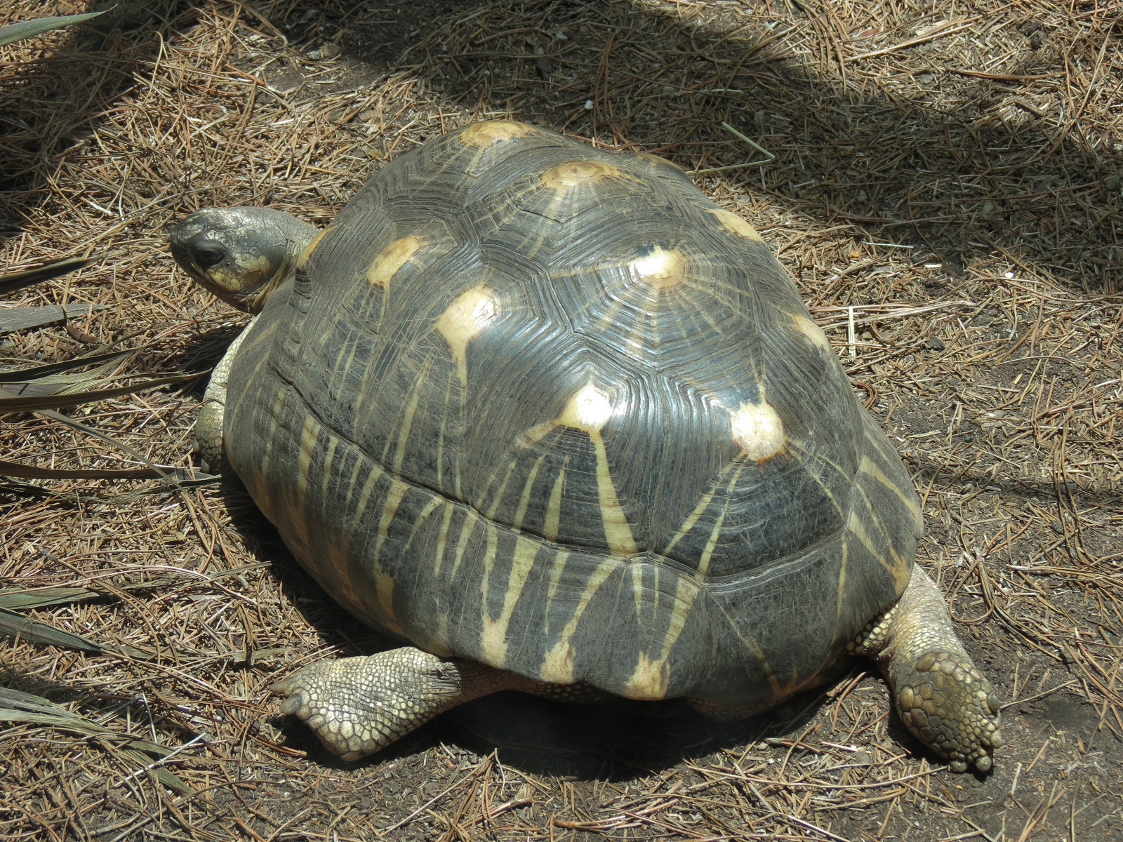 Journey To Madagascar - Land of Lemurs Exhibit - Radiated Tortoise