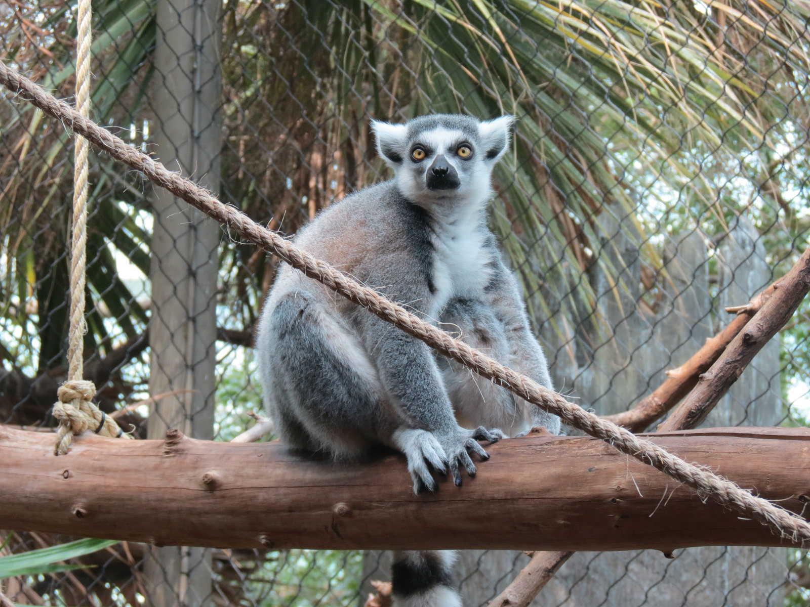 Journey To Madagascar - Land of Lemurs Exhibit - Ring-tailed Lemur