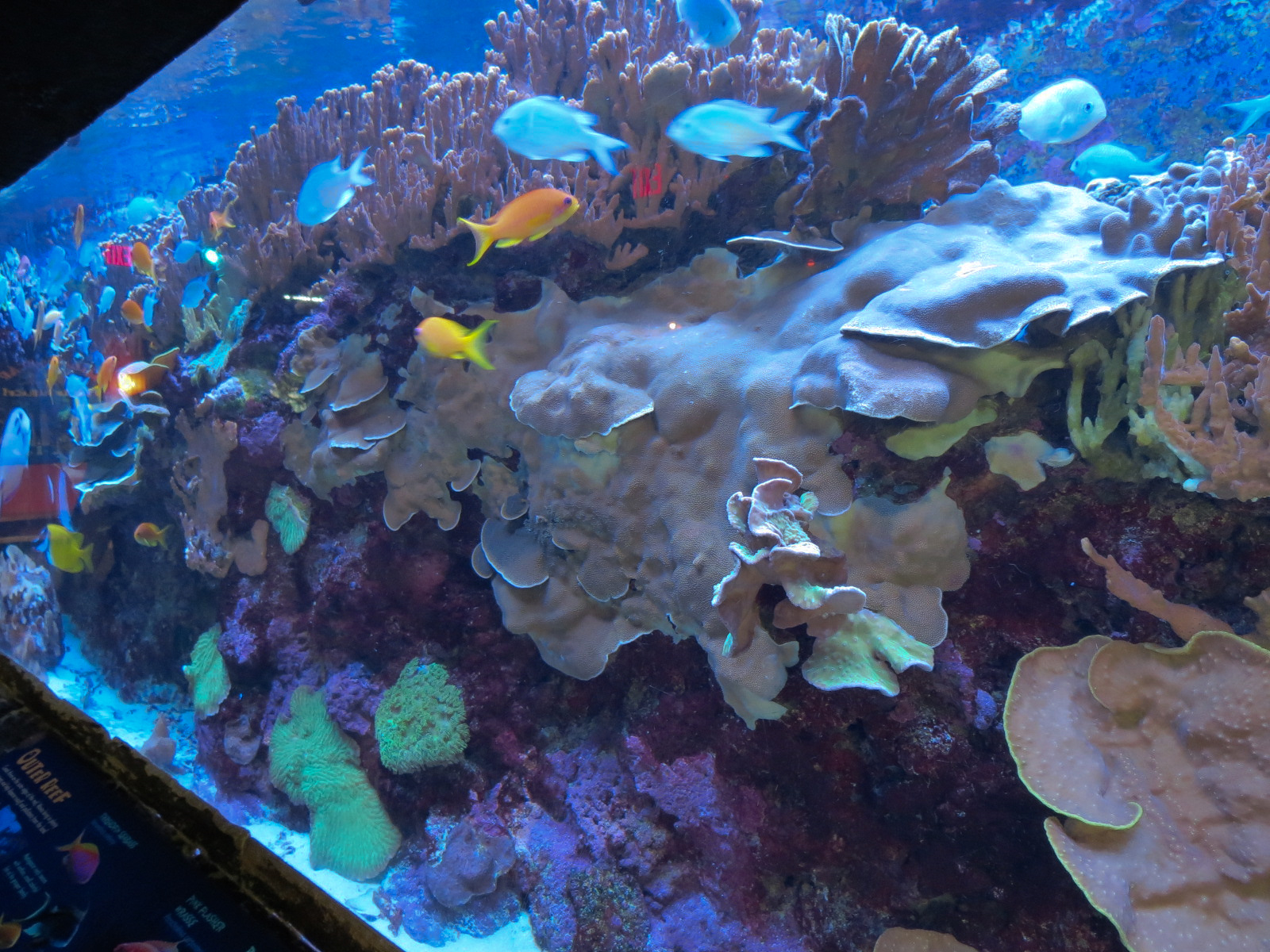 Journey To Madagascar - Reef Exhibit