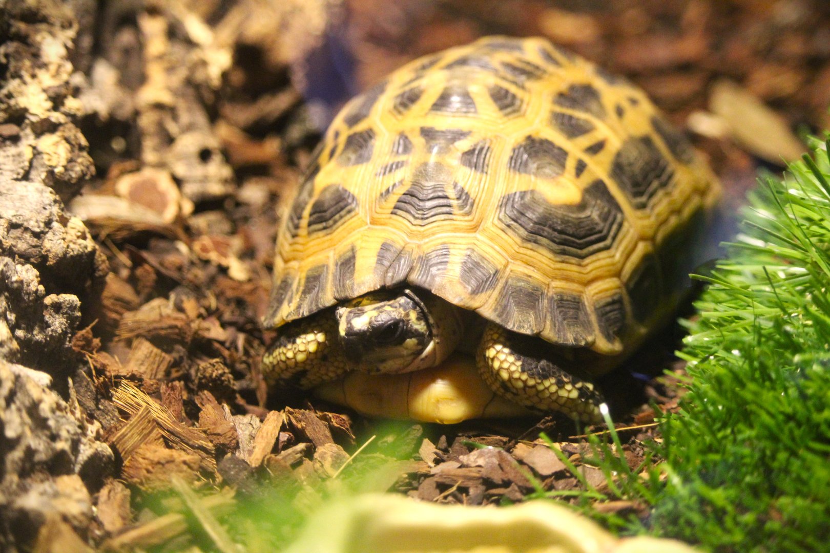 Journey to Madagascar - Southern Spider Tortoise