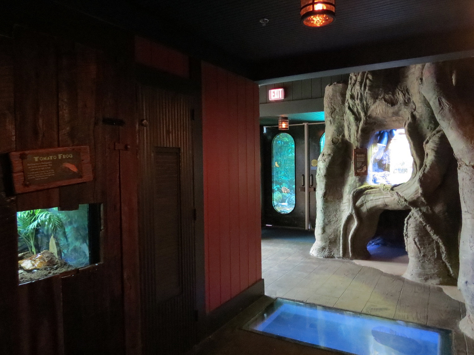Journey To Madagascar - Tomato Frog Exhibit and Hallway