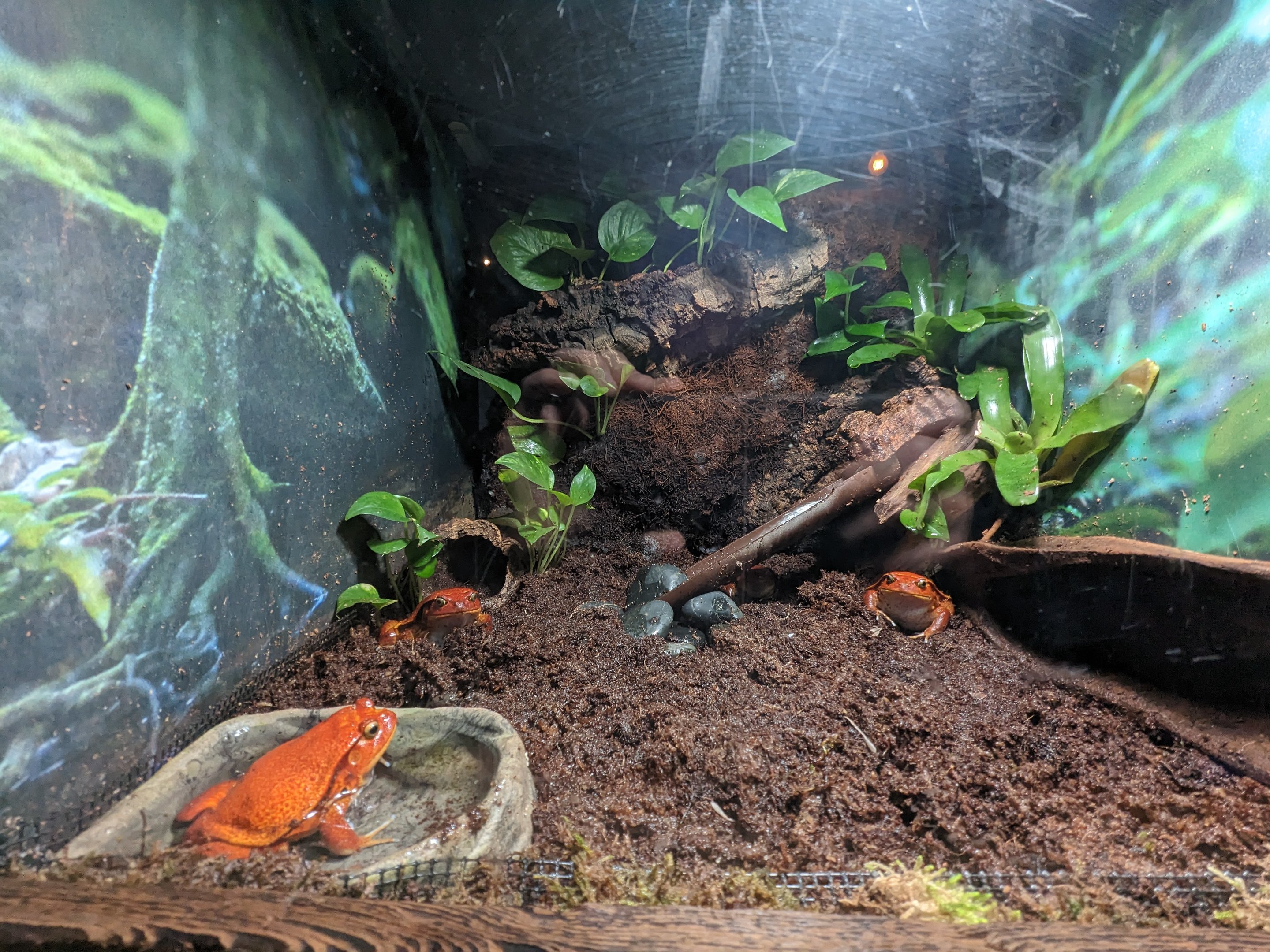 Journey to Madagascar - tomato frog