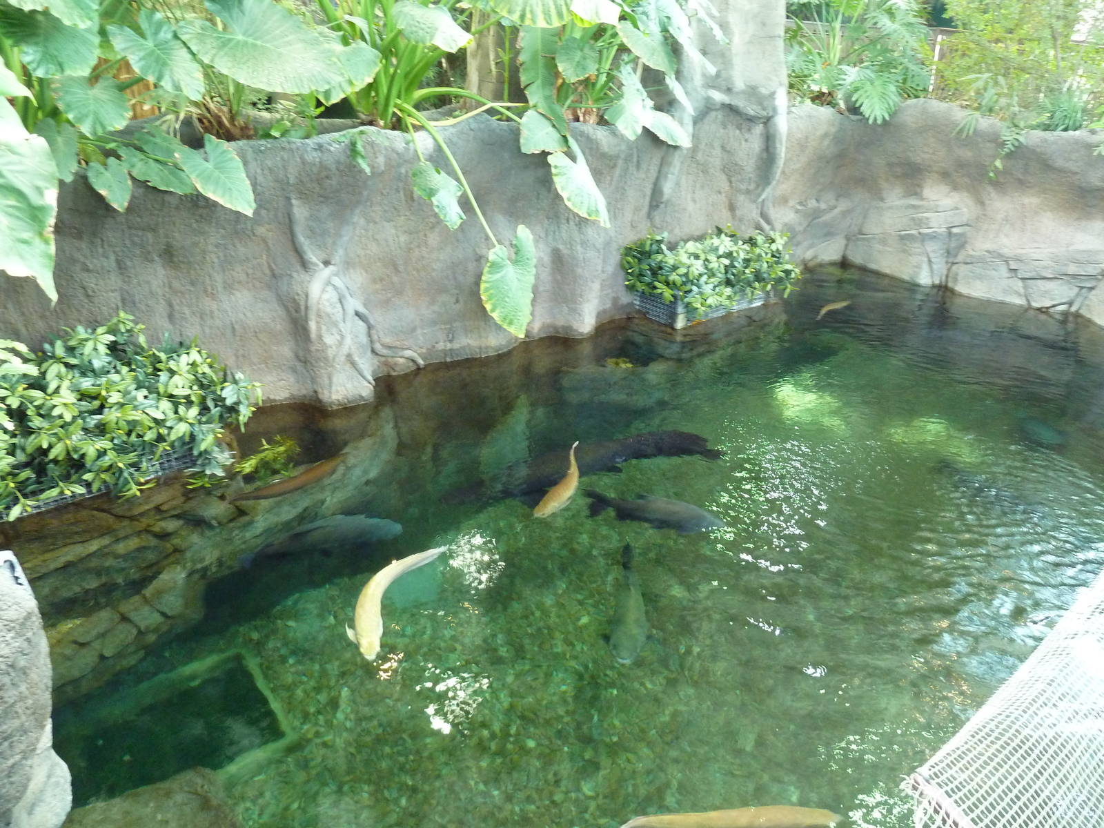 Journey to South America - Amazon Giants Tanks