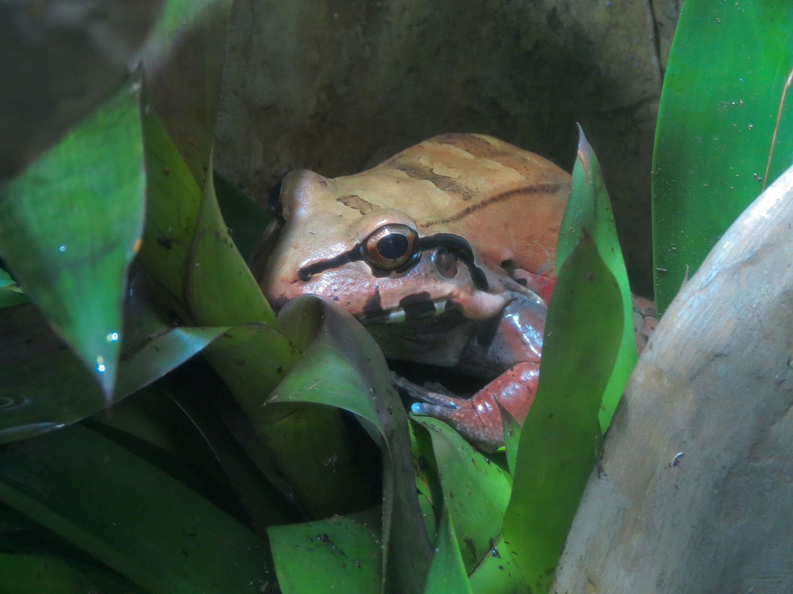 Journey To South America - Amazon Milk Frog and Others Exhibit - Smokey Jun