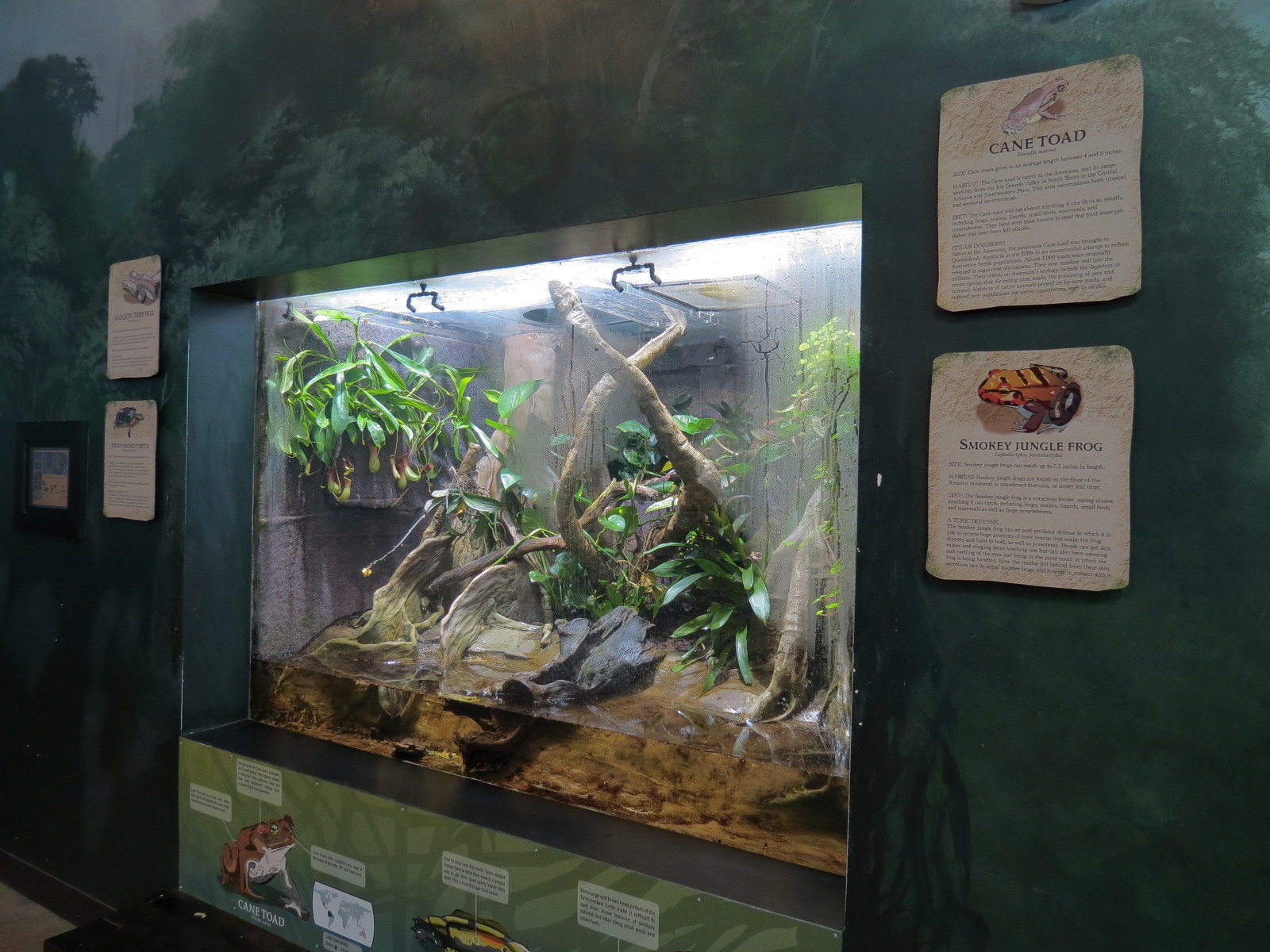 Journey To South America - Amazon Milk Frog and Others Exhibit