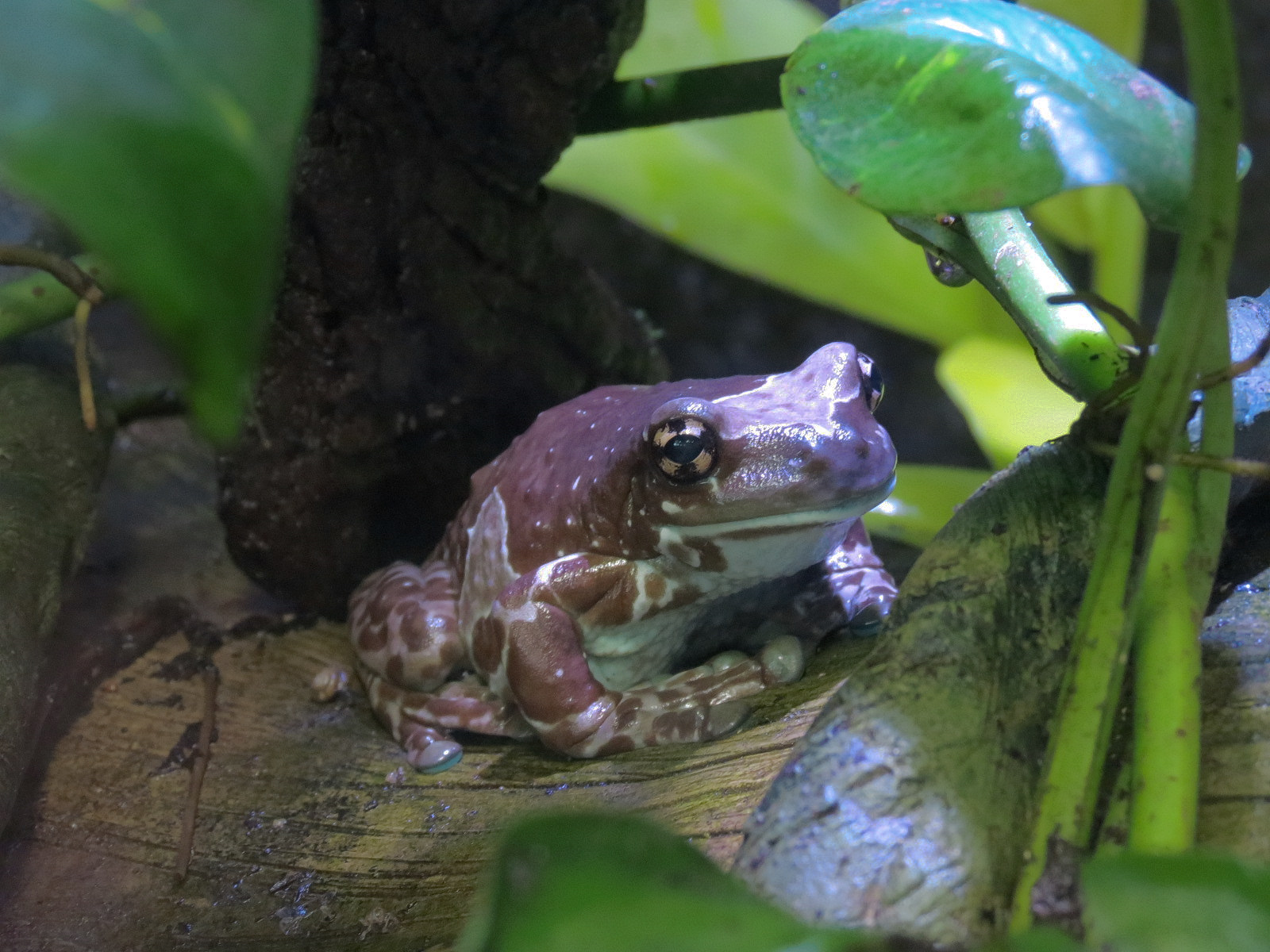 Journey To South America - Amazon Milk Frog Exhibit